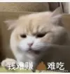 别艾特本锦鲤宝宝于2025-06-12 01:56发布的图片