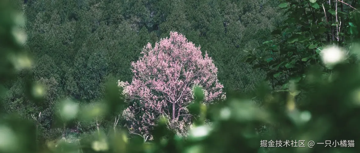 一只小橘猫于2025-04-18 09:39发布的图片