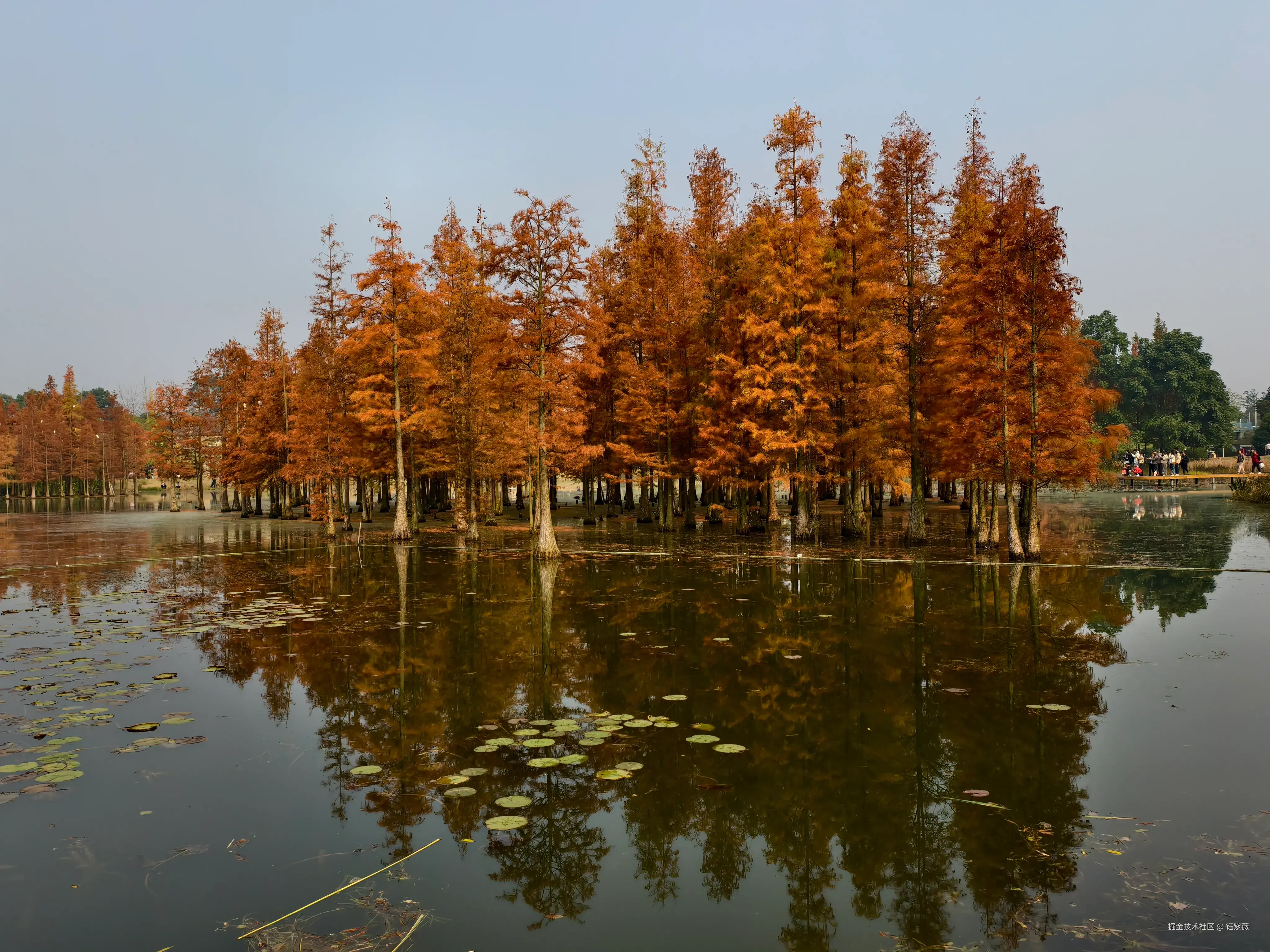 钰紫薇于2025-12-01 09:42发布的图片