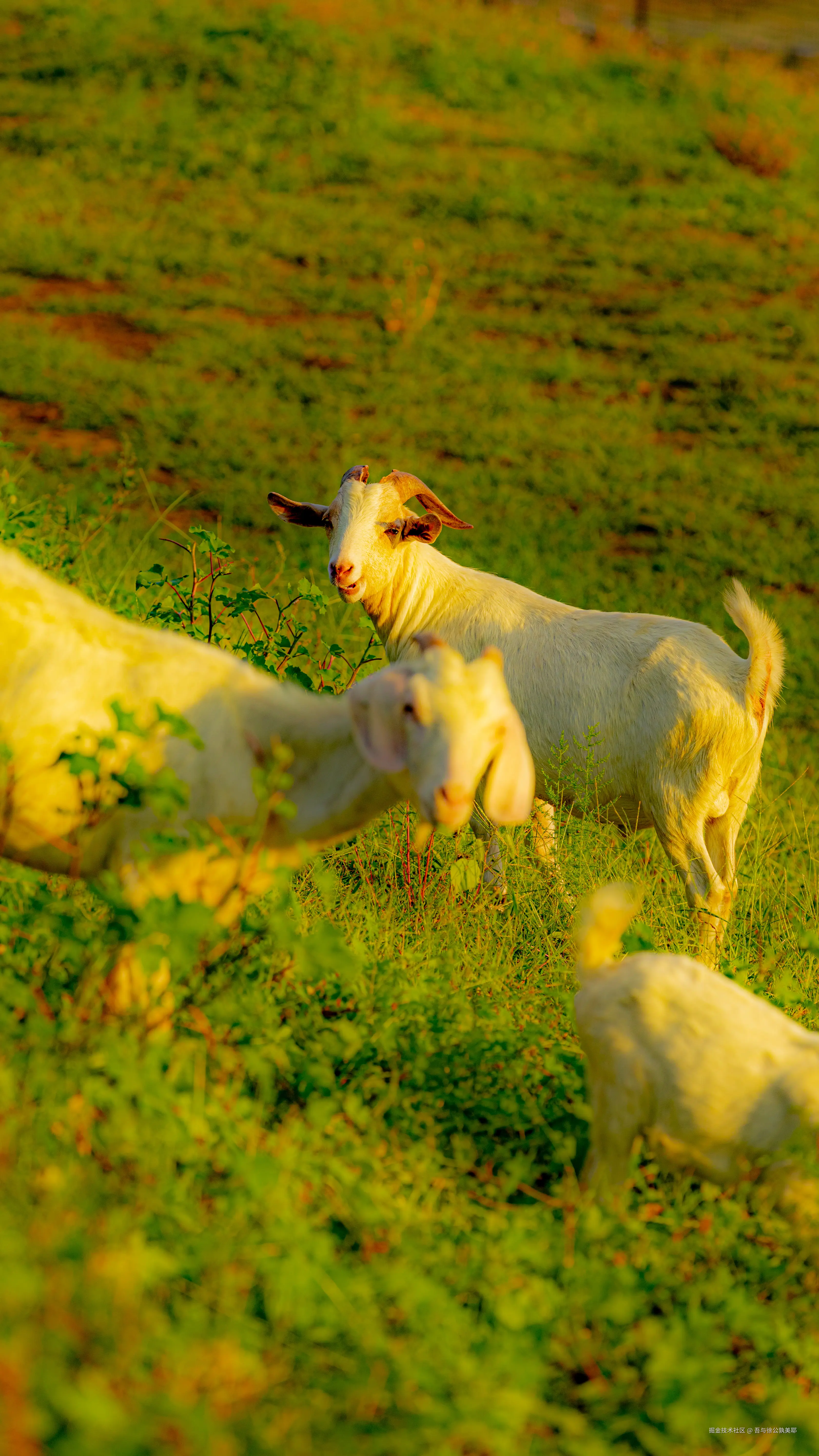 吾与徐公孰美耶于2024-09-24 09:18发布的图片
