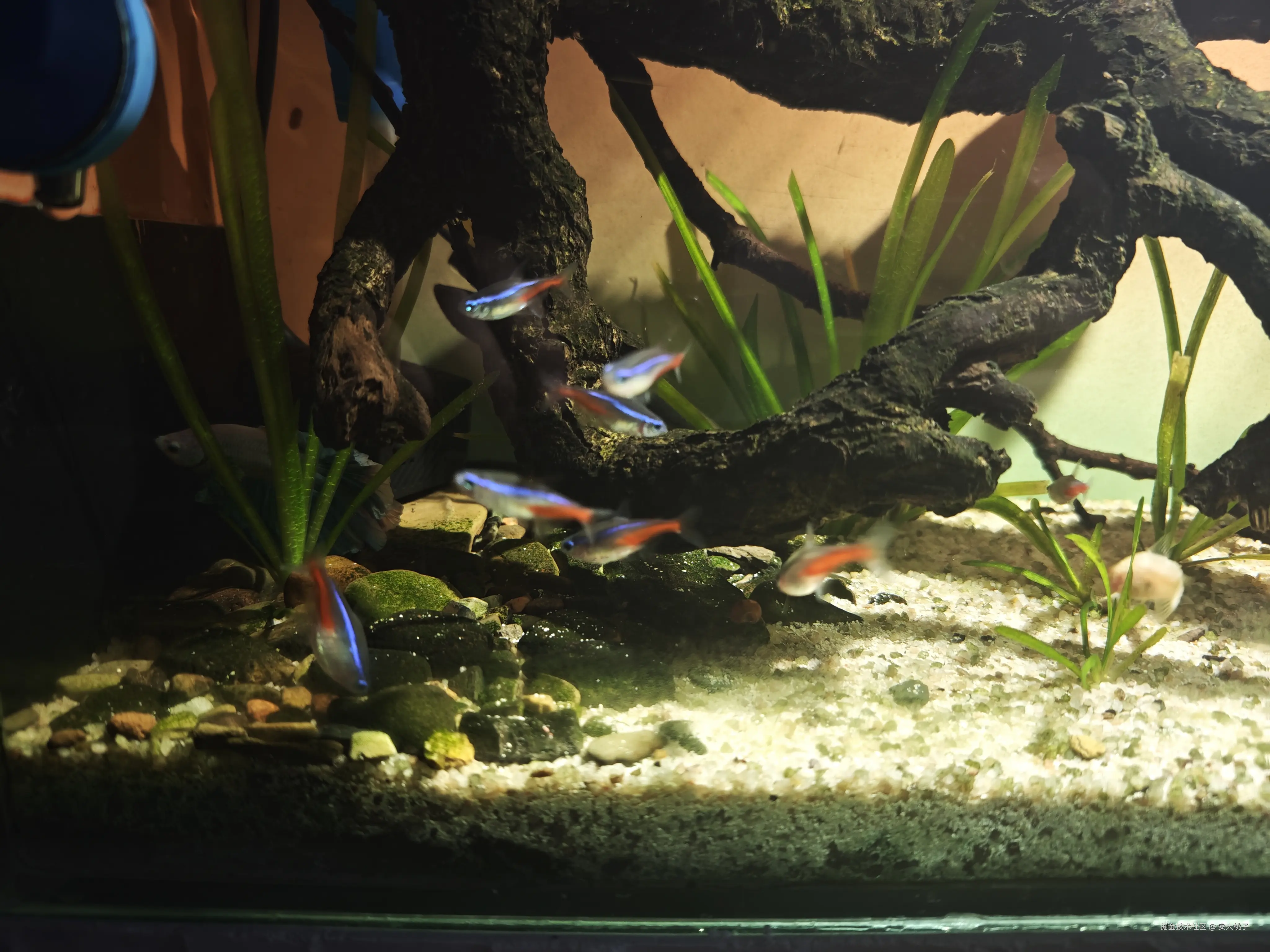 安大桃子于2026-03-26 11:17发布的图片