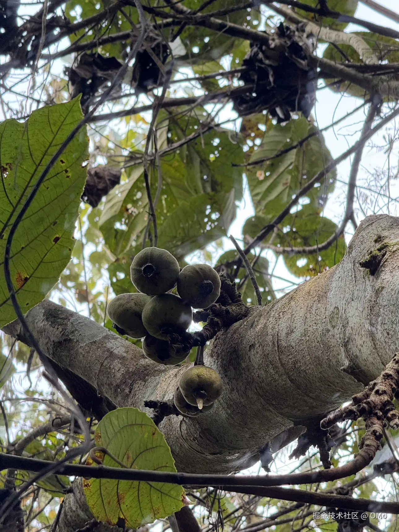 OMo于2026-01-22 11:03发布的图片