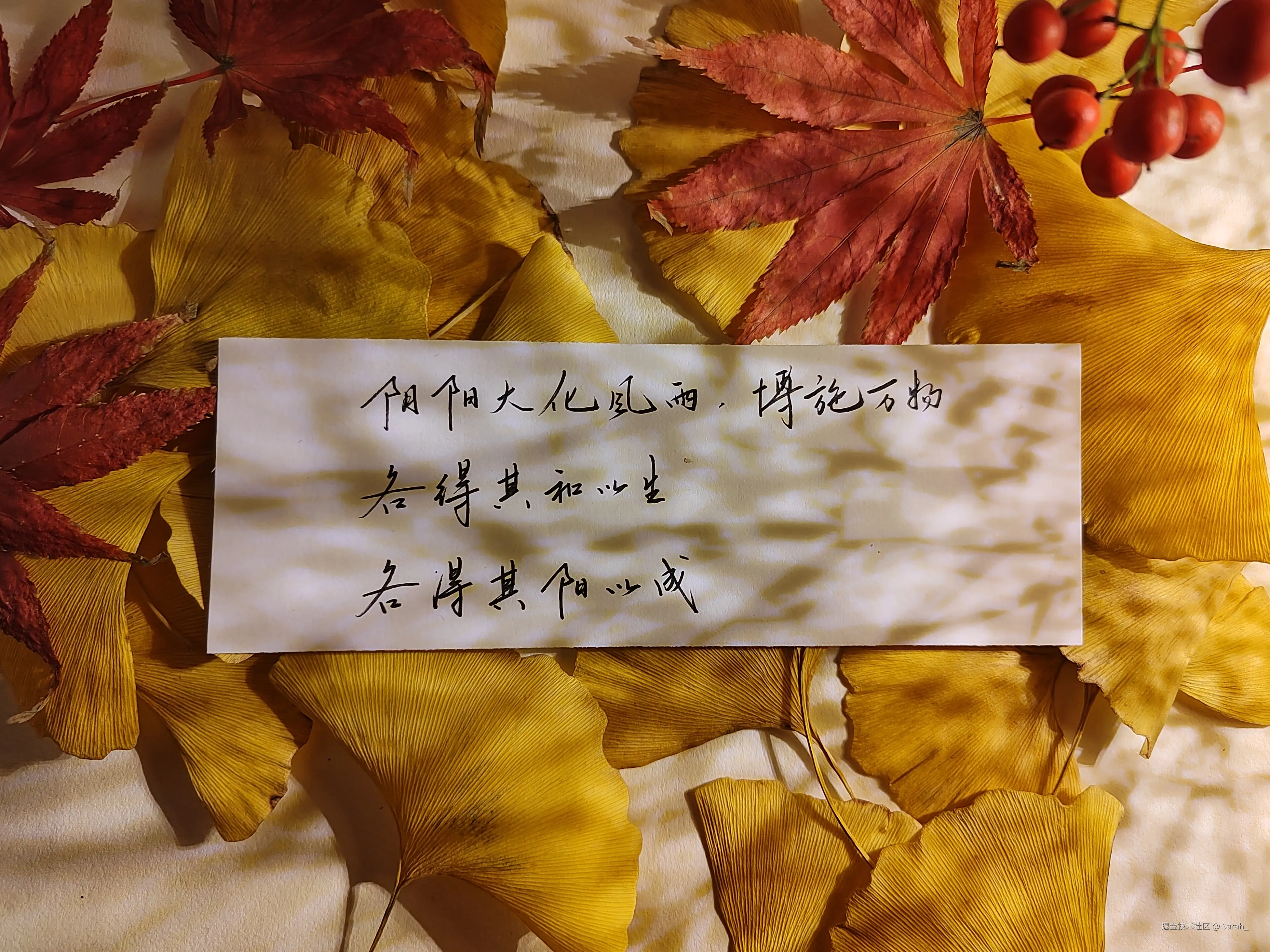 Sarah_于2024-12-25 08:13发布的图片