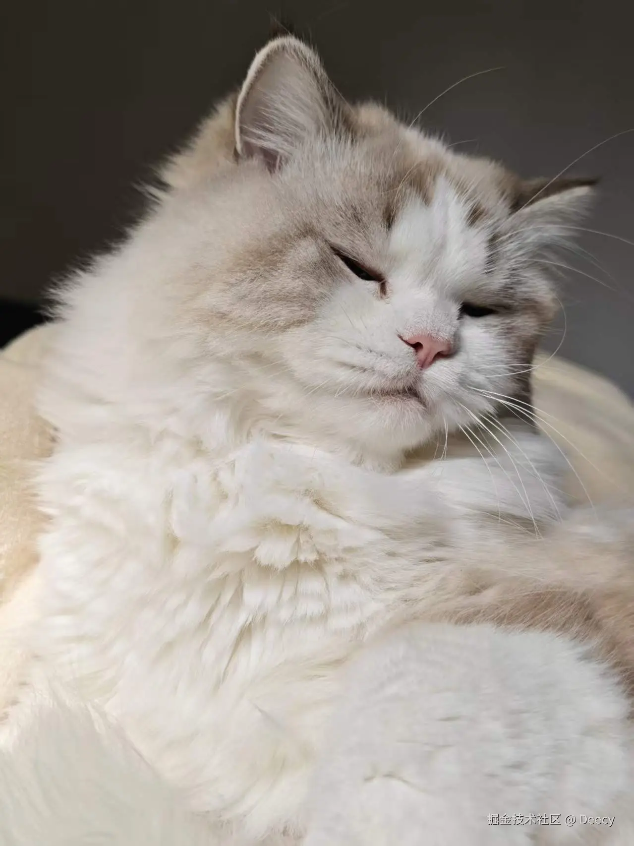 Deecy于2026-04-10 14:14发布的图片