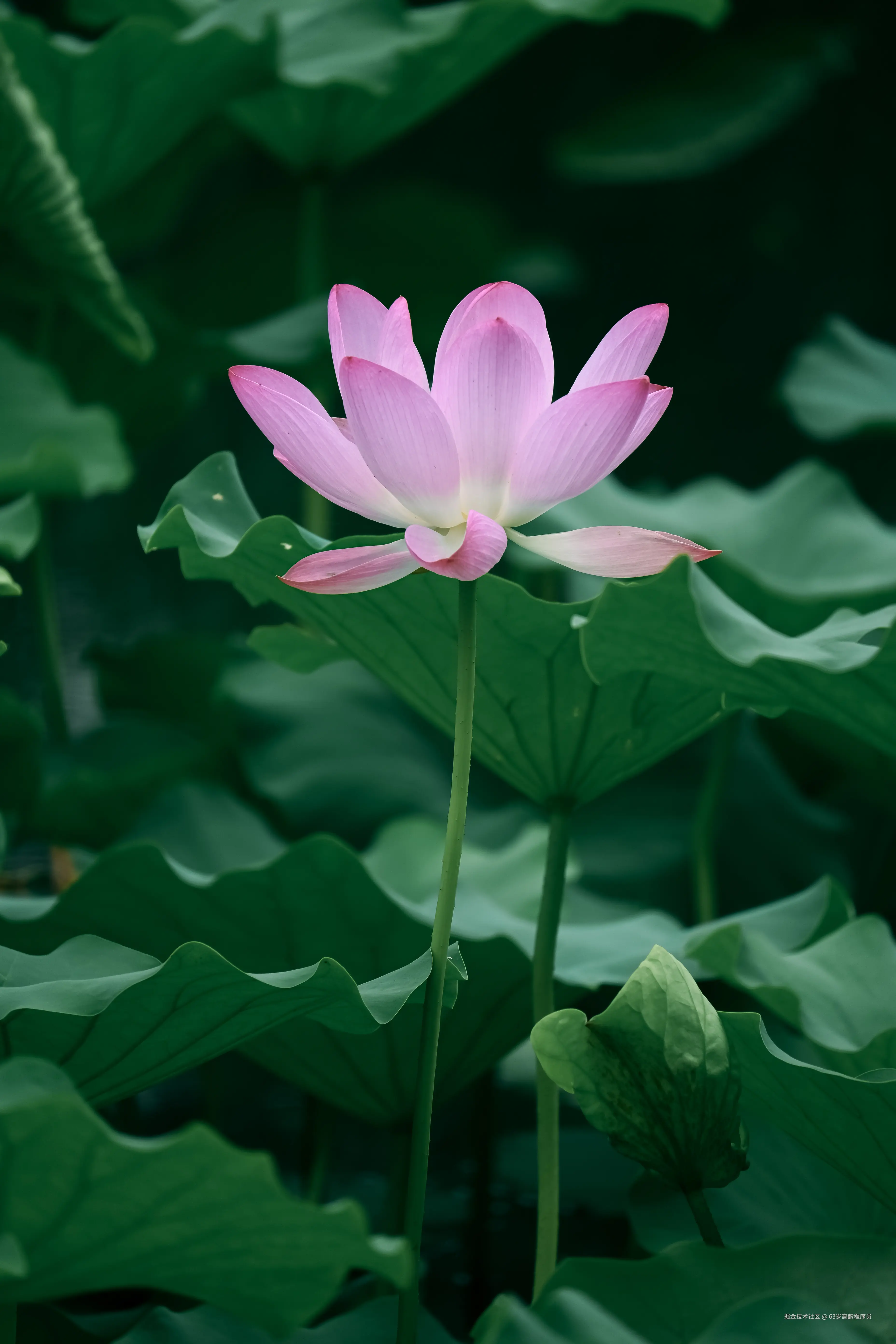 63岁高龄程序员于2025-06-30 16:37发布的图片