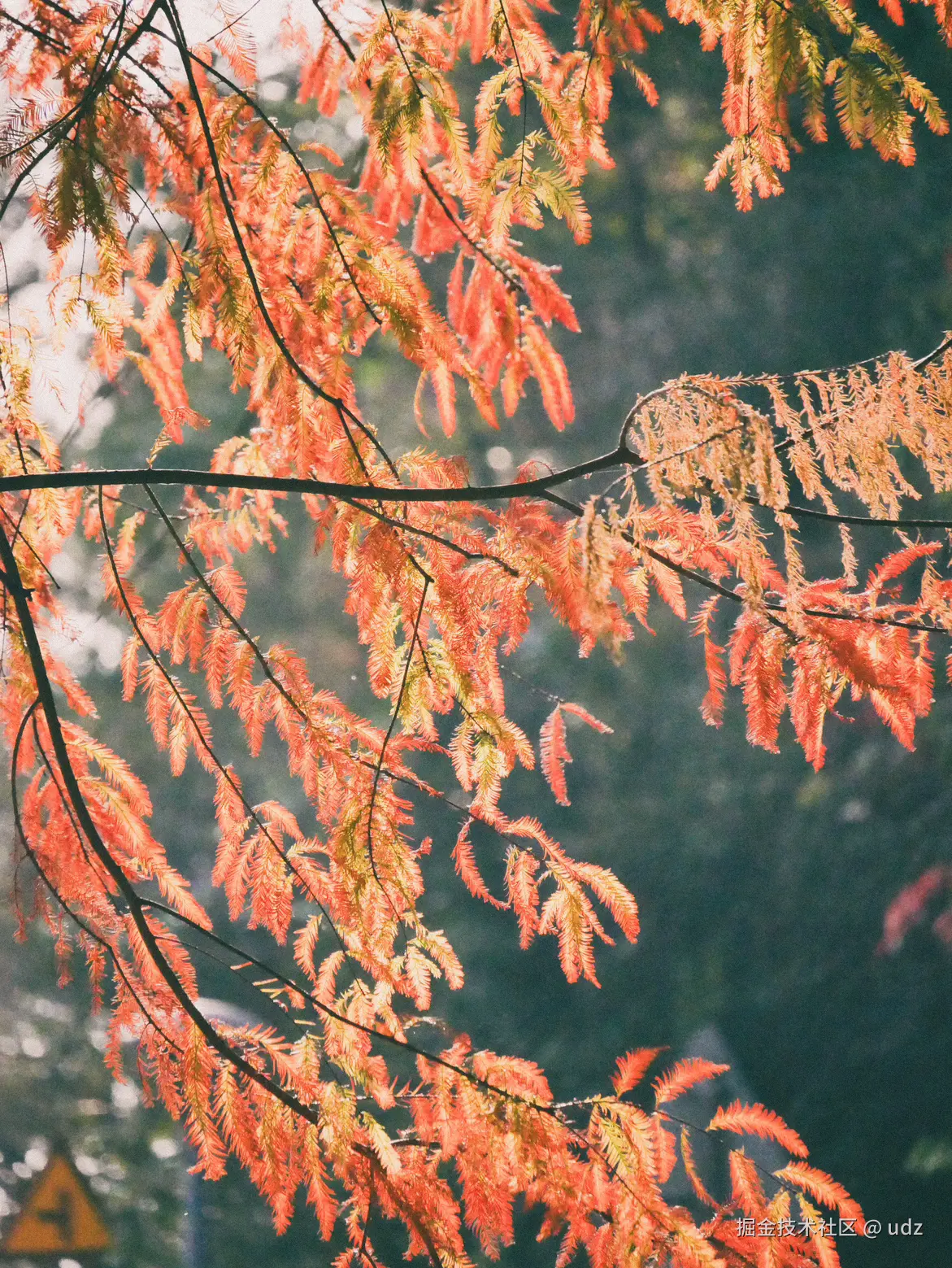 udz于2025-01-18 09:26发布的图片