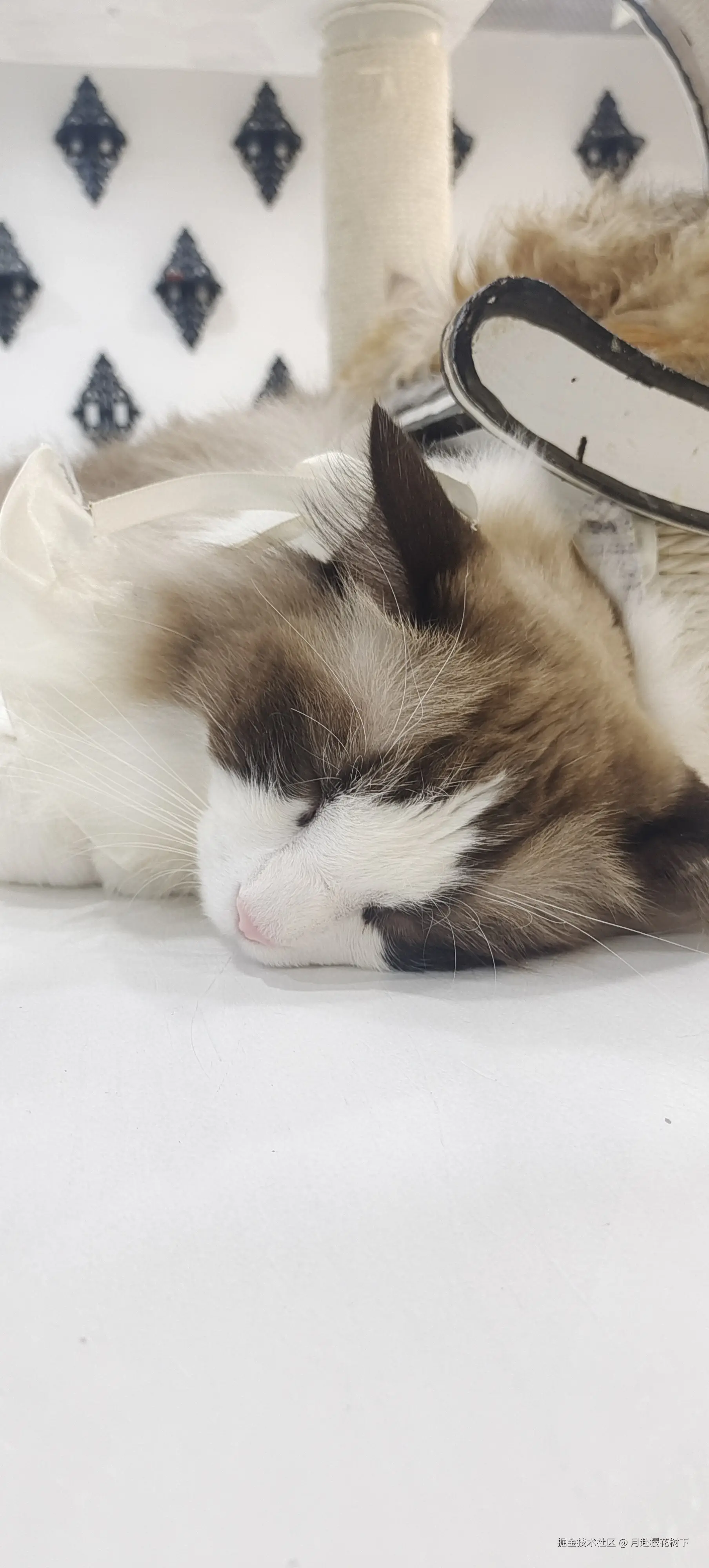 月赴樱花树下于2024-12-03 09:51发布的图片