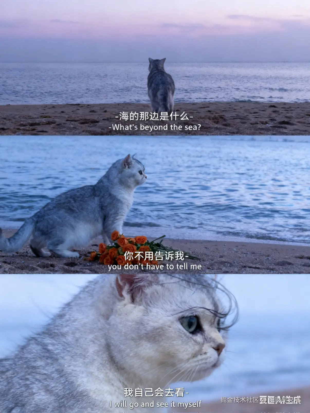 旺财是只喵于2025-10-21 17:24发布的图片