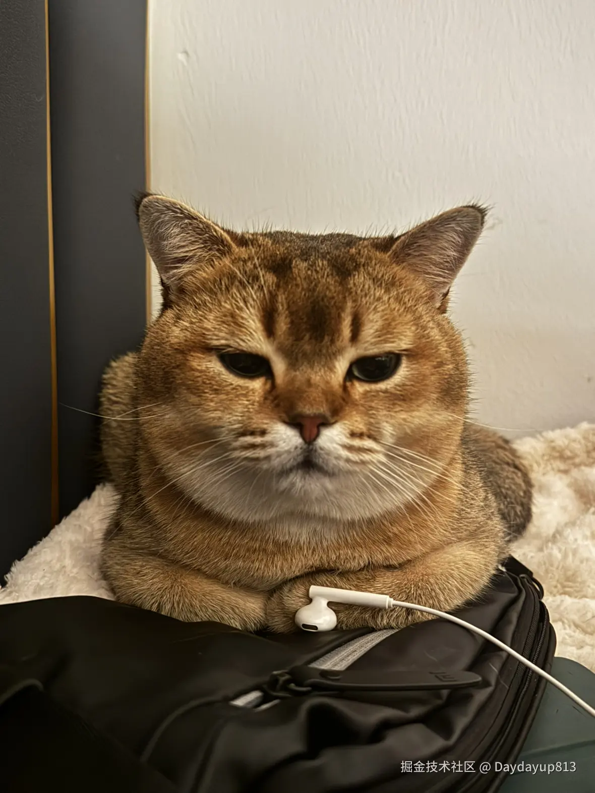 Daydayup813于2025-02-18 21:04发布的图片