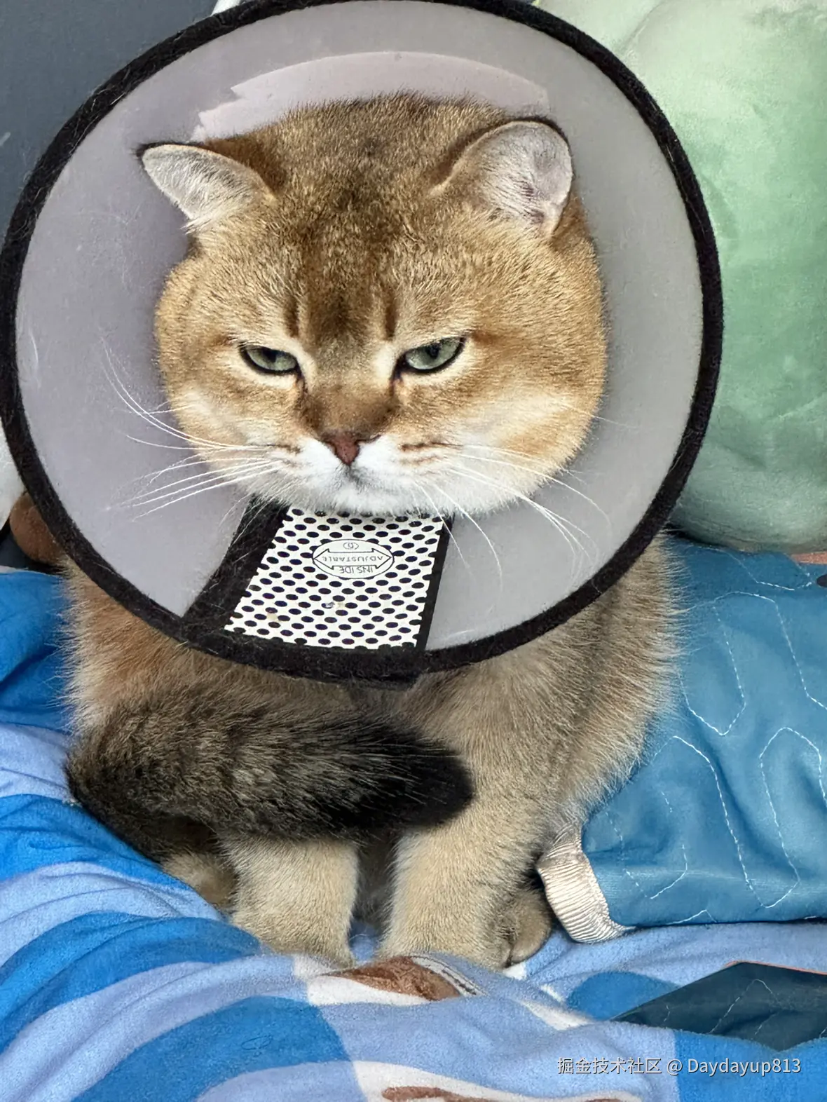 Daydayup813于2025-04-28 09:10发布的图片