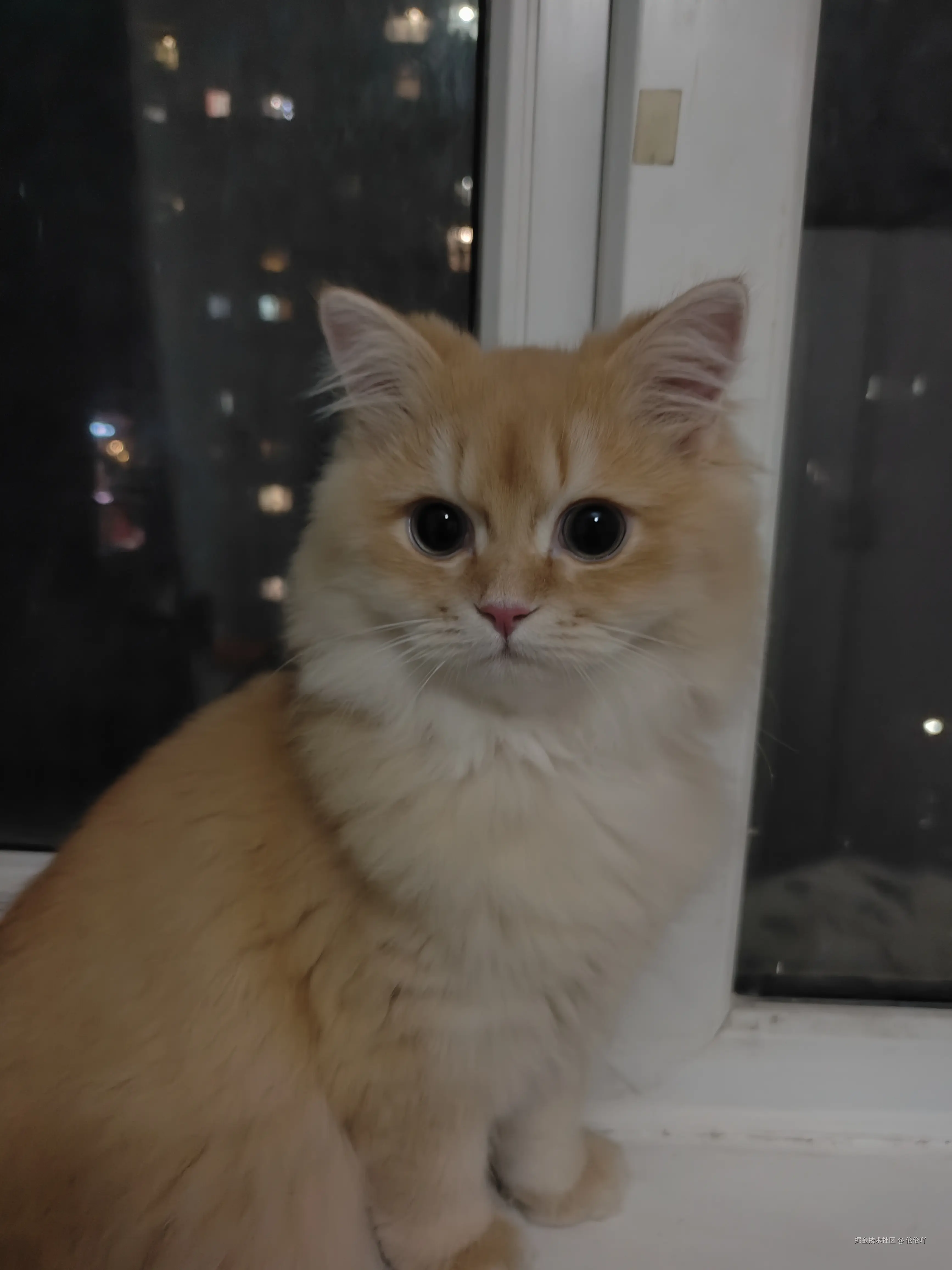 伦伦吖于2024-11-28 02:04发布的图片