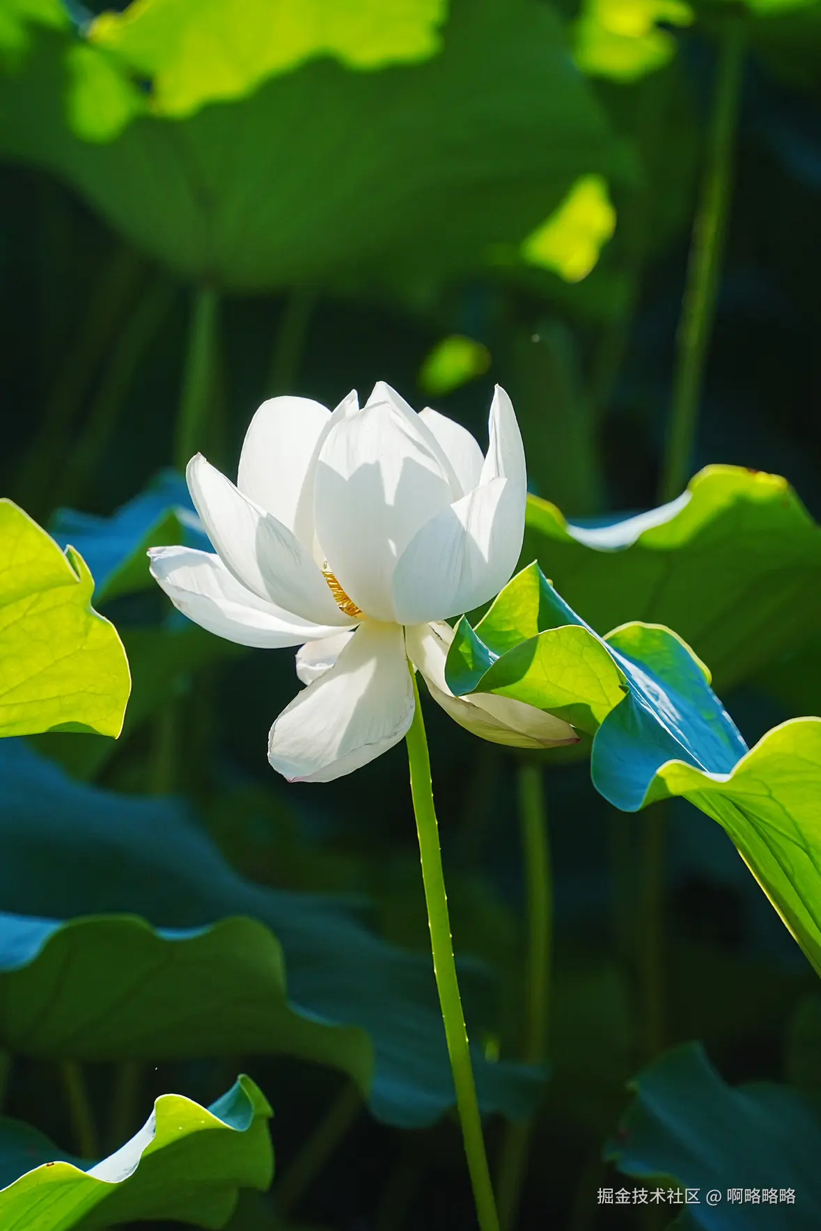 啊略略略于2025-07-07 16:37发布的图片