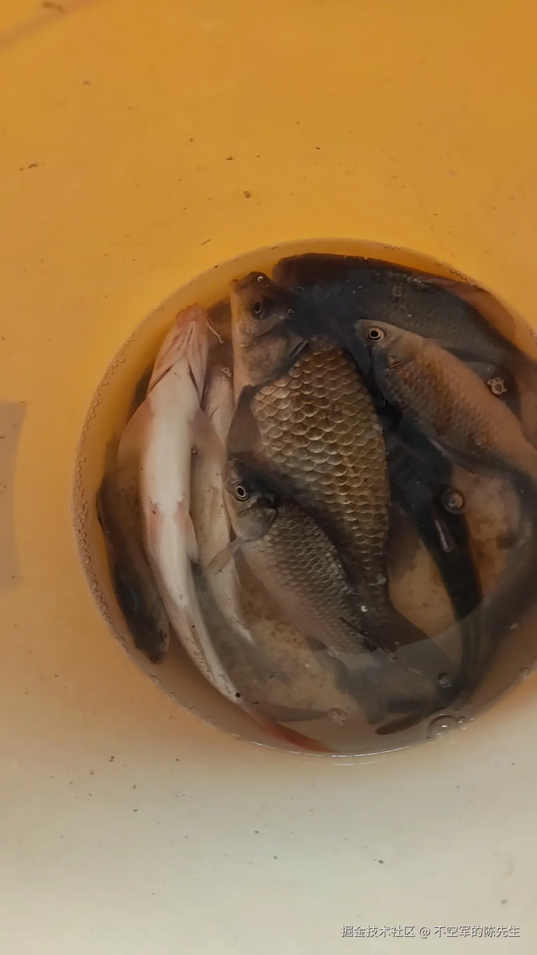 不空军的陈先生于2025-05-14 15:19发布的图片