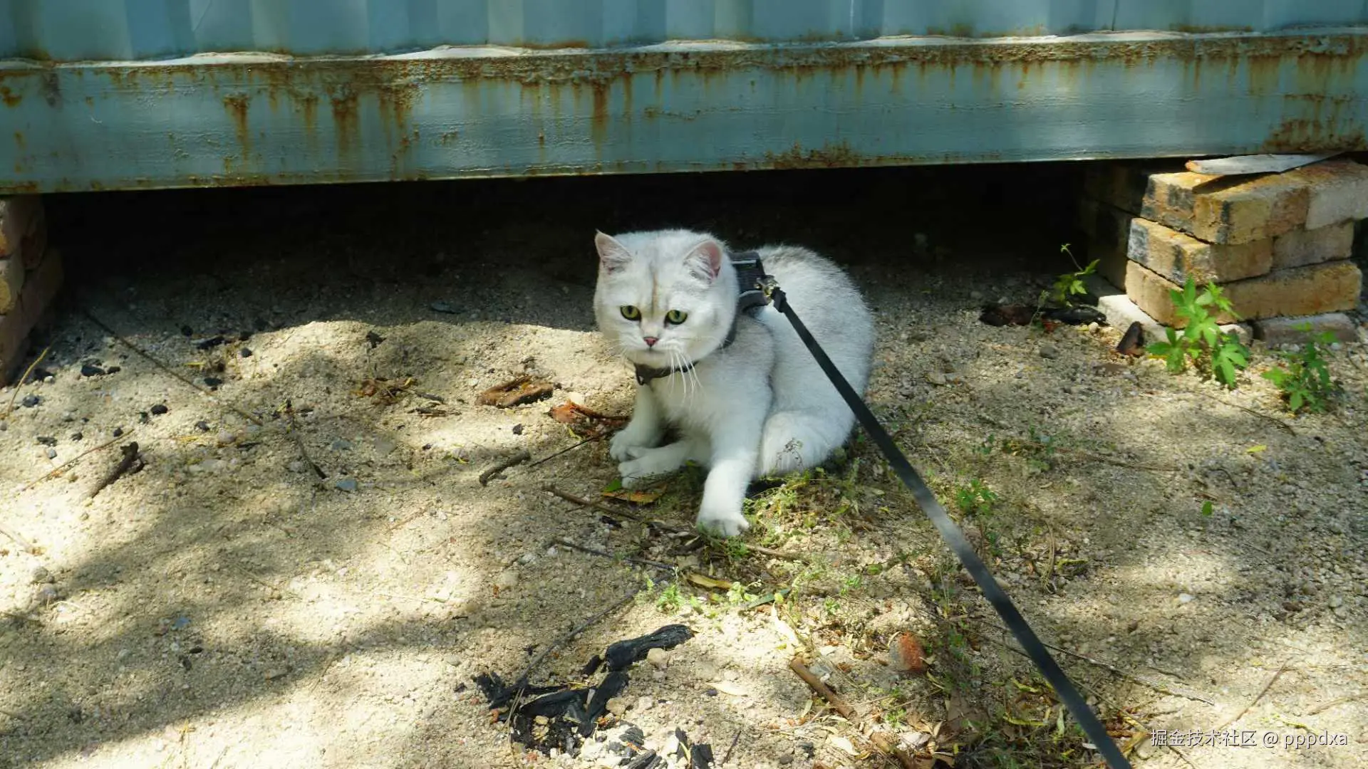 pppdxa于2025-05-20 10:32发布的图片