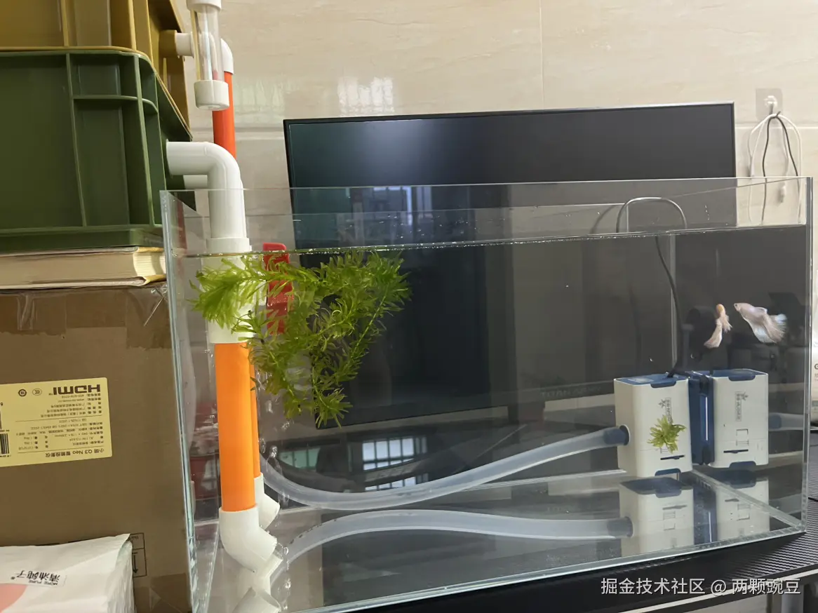 两颗豌豆于2025-06-09 10:05发布的图片