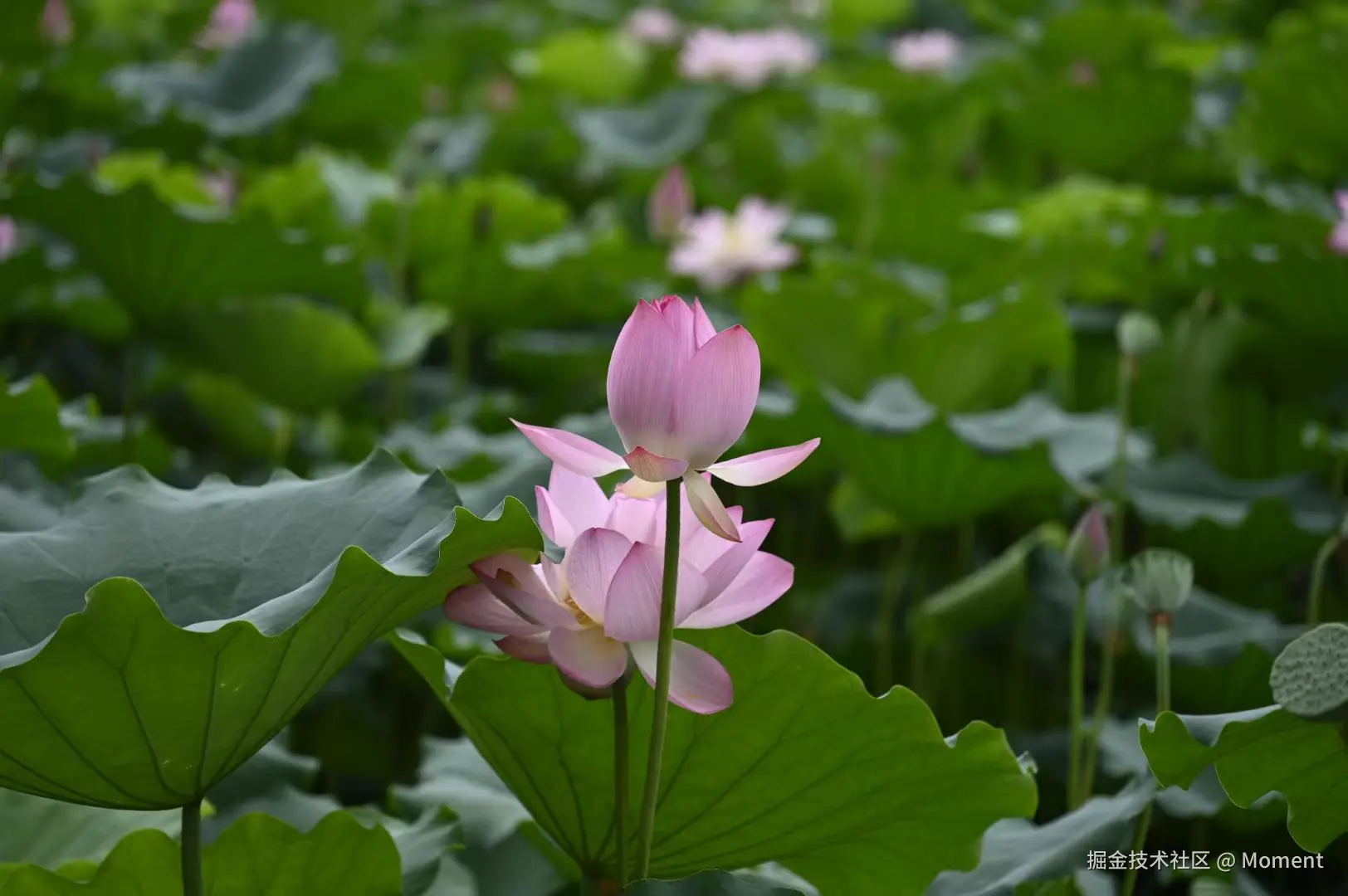 Moment于2025-06-16 14:48发布的图片