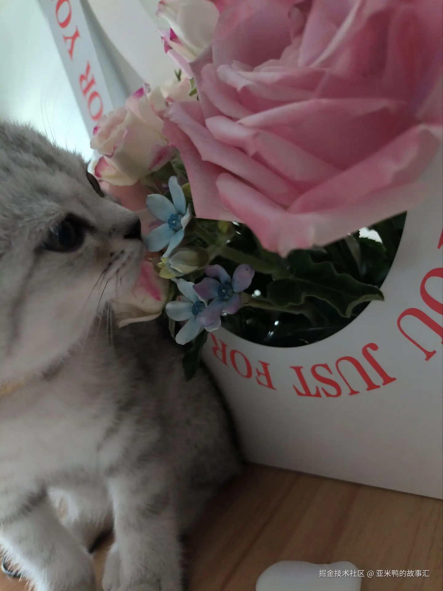 亚米鸭的故事汇于2025-05-28 13:33发布的图片