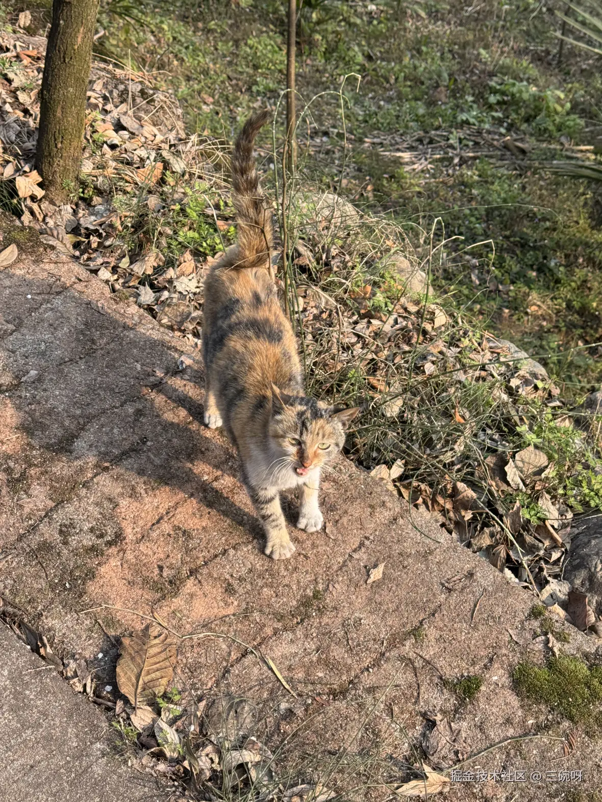 三碗呀于2026-01-22 06:56发布的图片