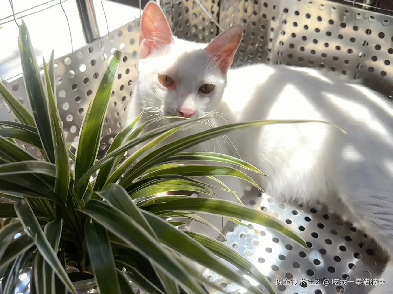 吃我一拳猫猫拳于2024-08-08 14:13发布的图片