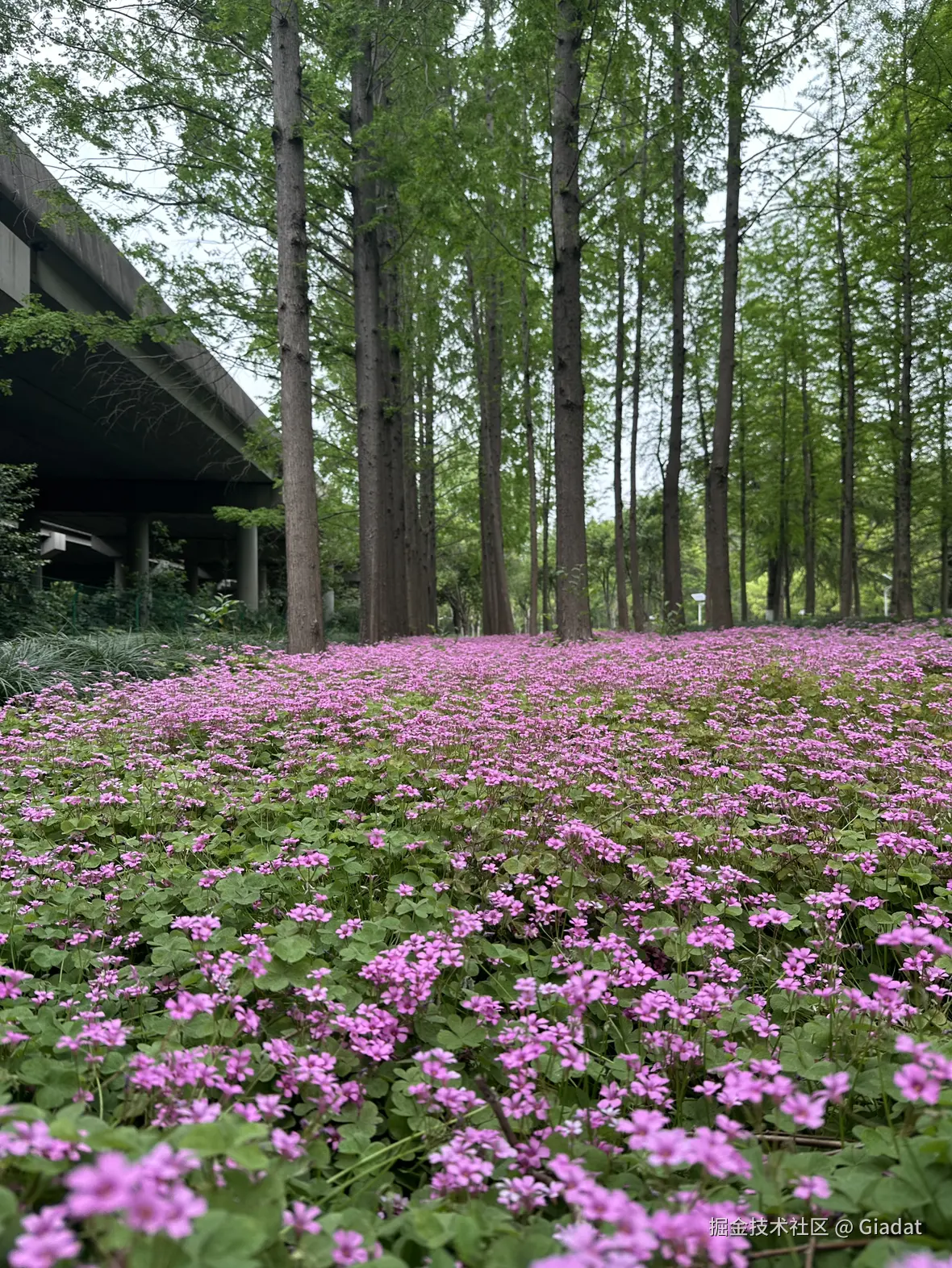 Giadat于2025-04-27 09:23发布的图片