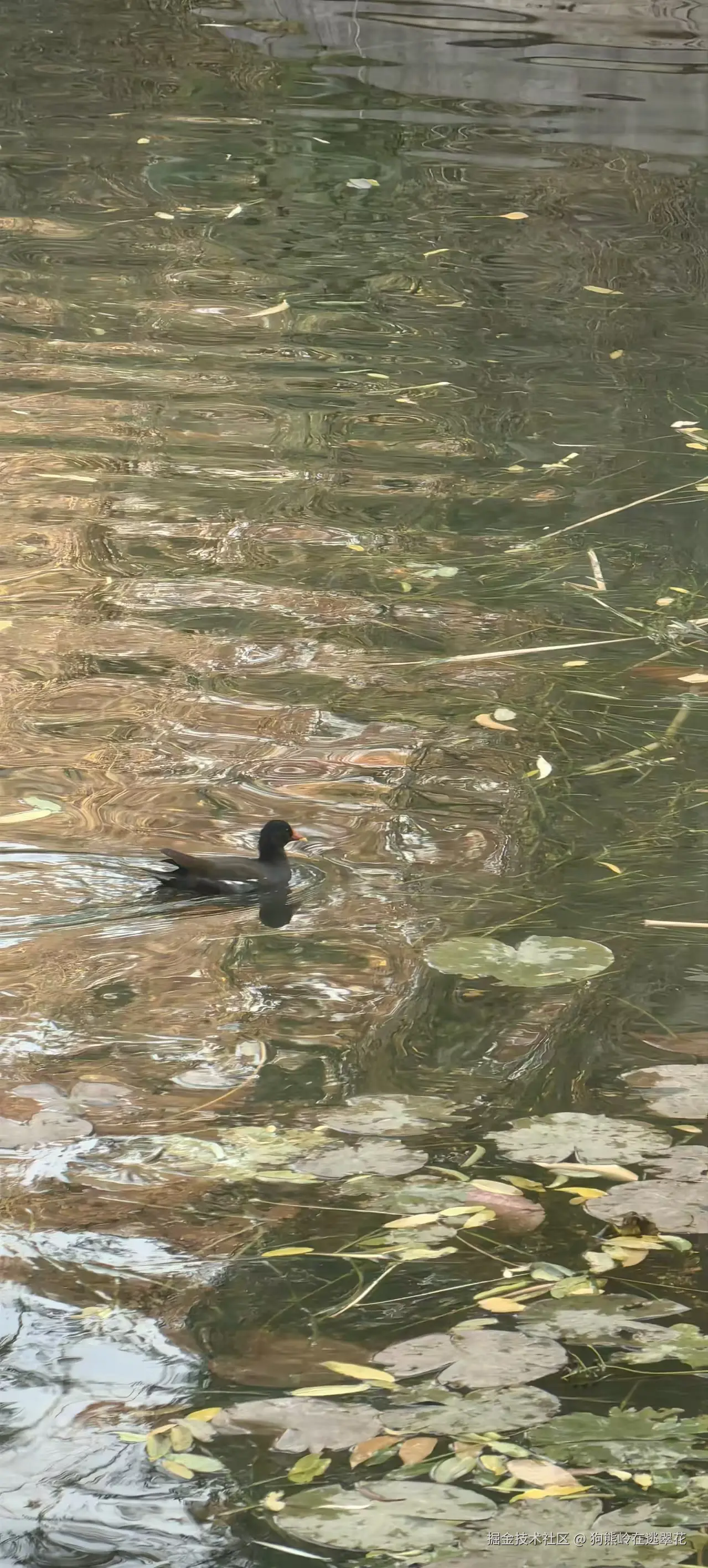 狗熊岭在逃翠花于2025-12-09 14:16发布的图片