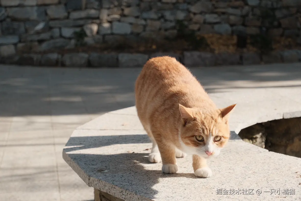 一只小橘猫于2024-11-17 16:56发布的图片