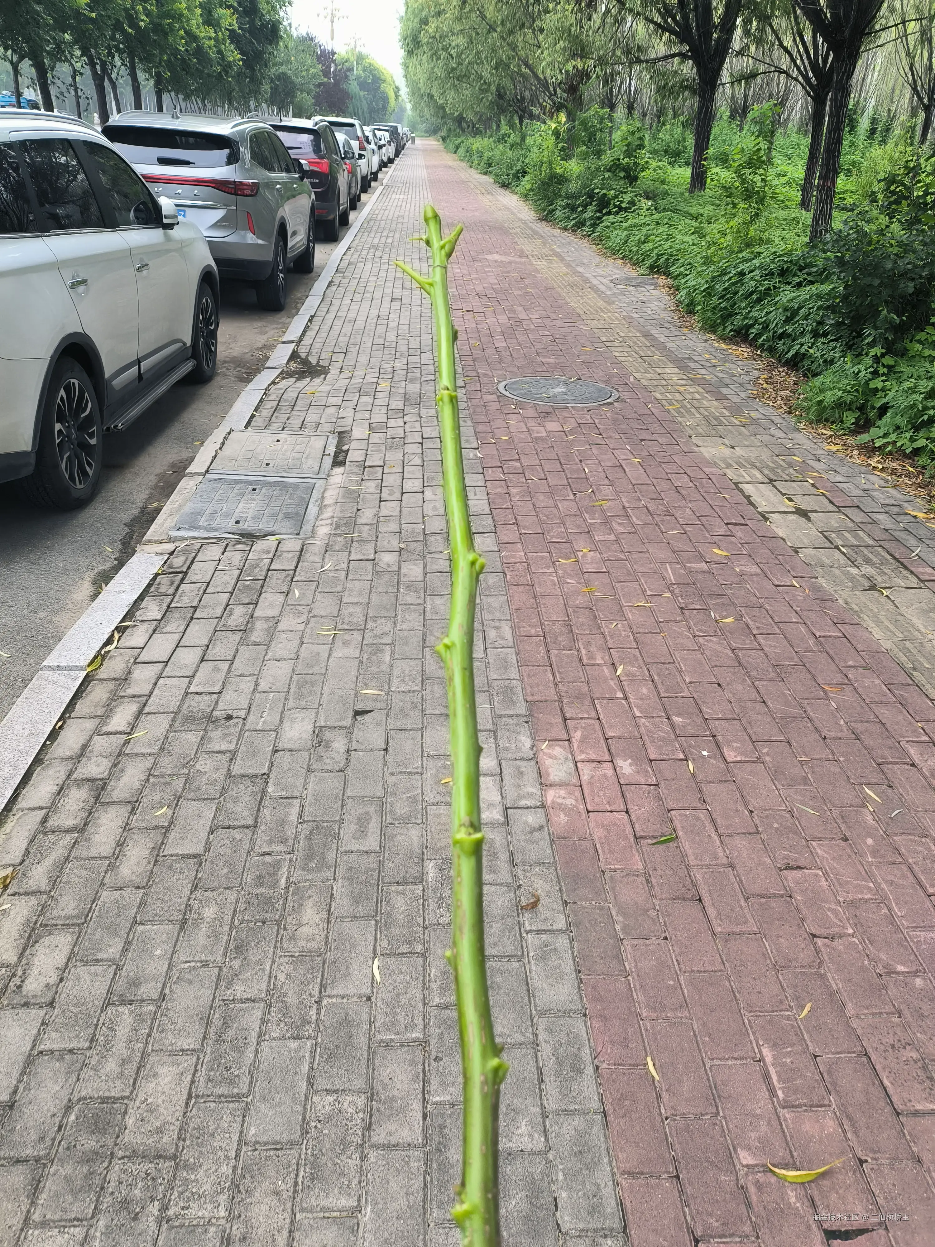 二仙桥桥主于2025-07-16 14:08发布的图片