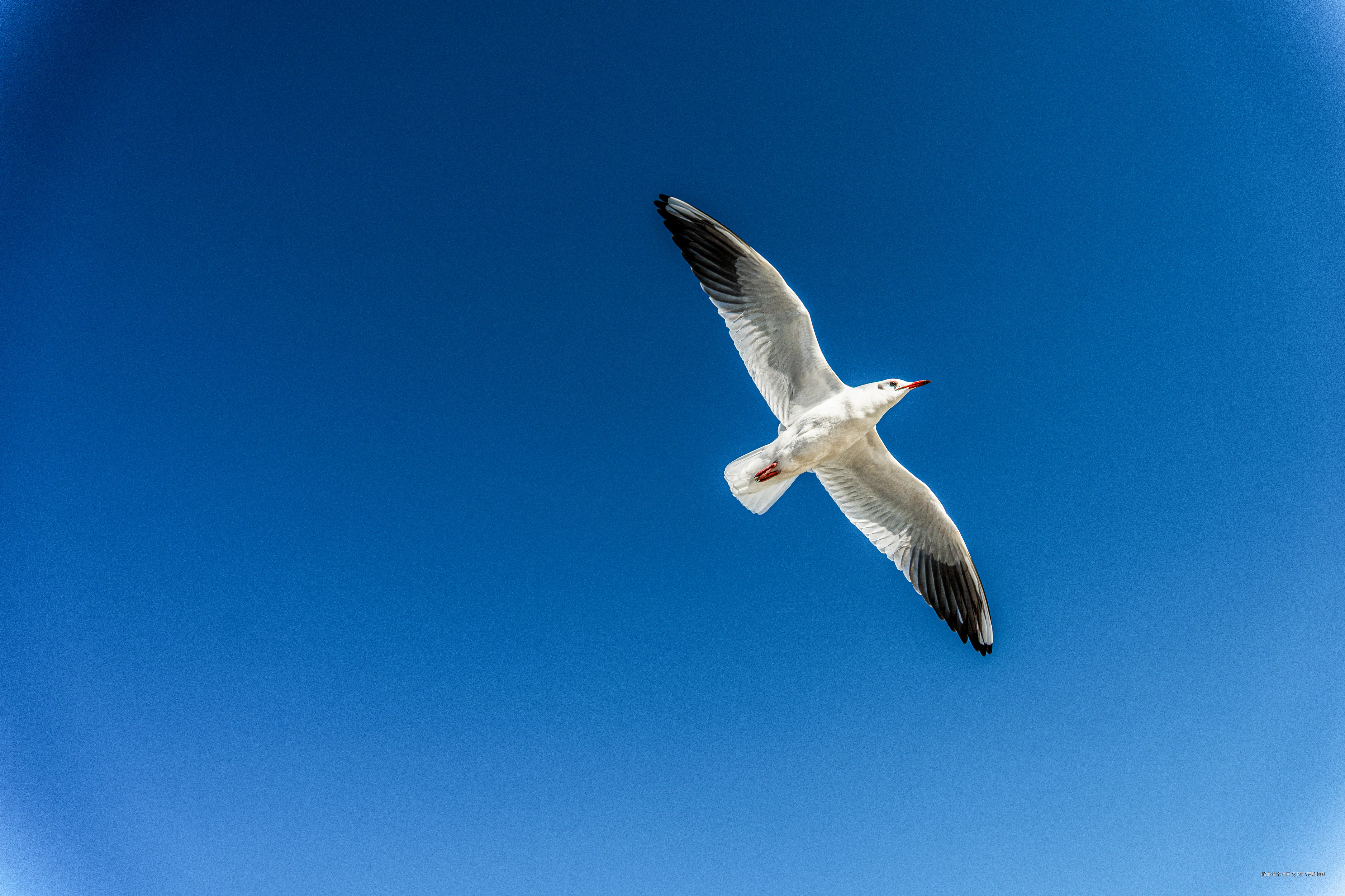 阿飞只想摸鱼于2026-02-11 14:37发布的图片