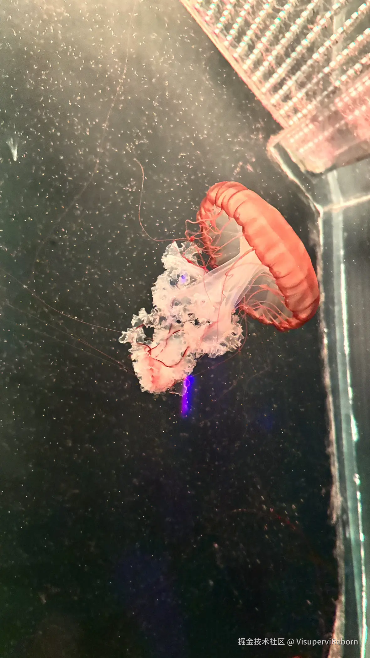 VisuperviReborn于2025-09-30 15:55发布的图片