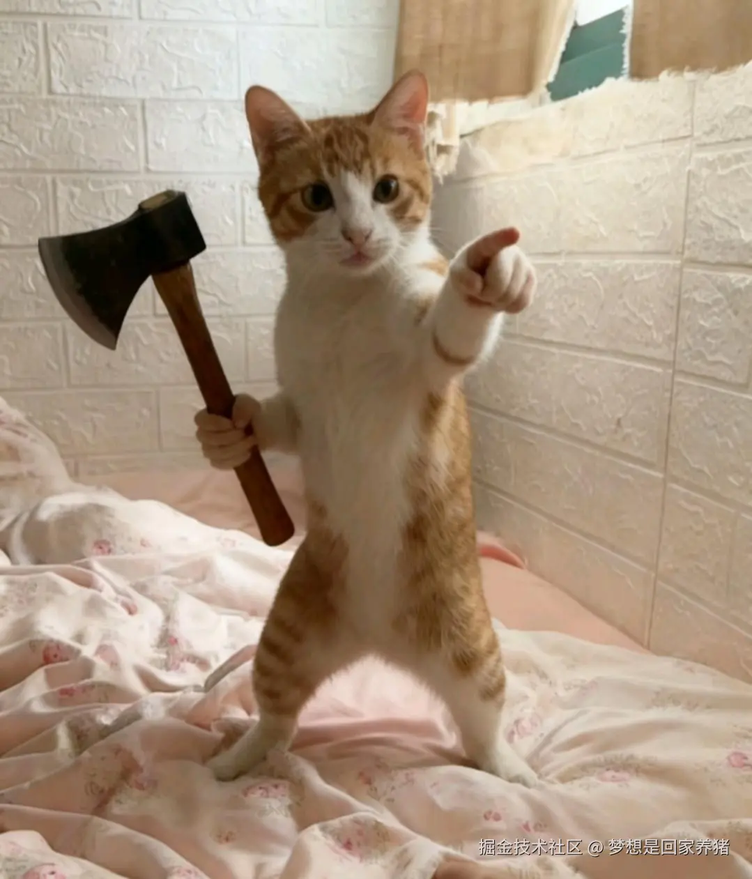 梦想是回家养猪于2025-12-03 14:35发布的图片