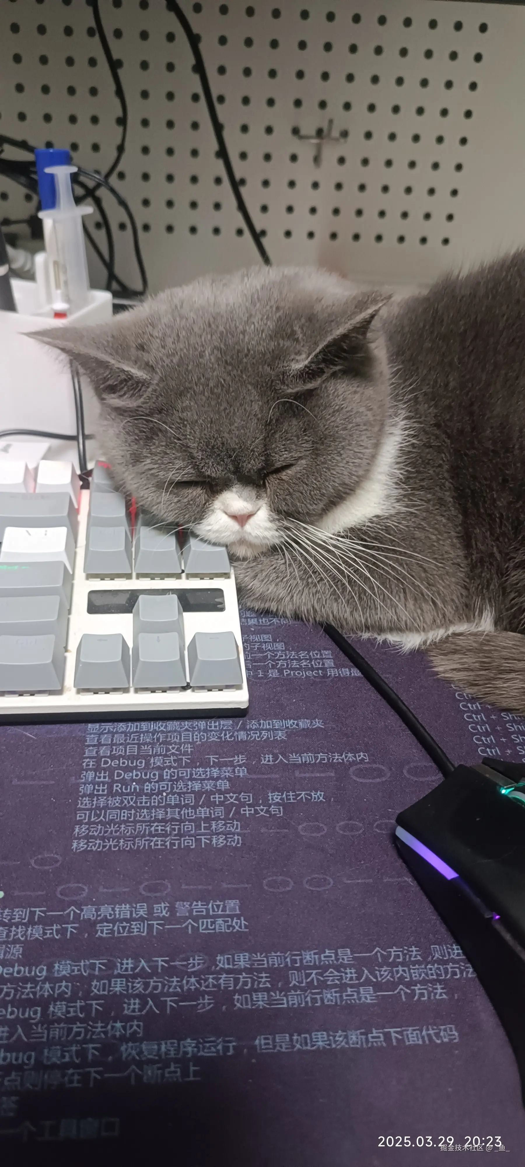 _鱼_于2025-04-14 01:18发布的图片