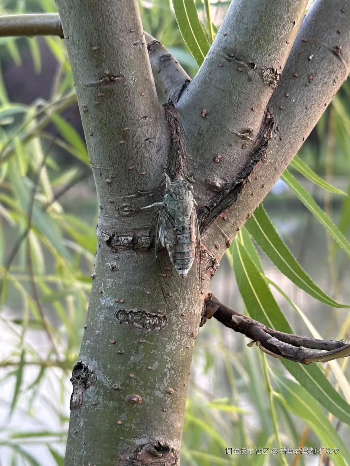 蒜鸟蒜鸟都不泳衣于2025-08-18 13:44发布的图片