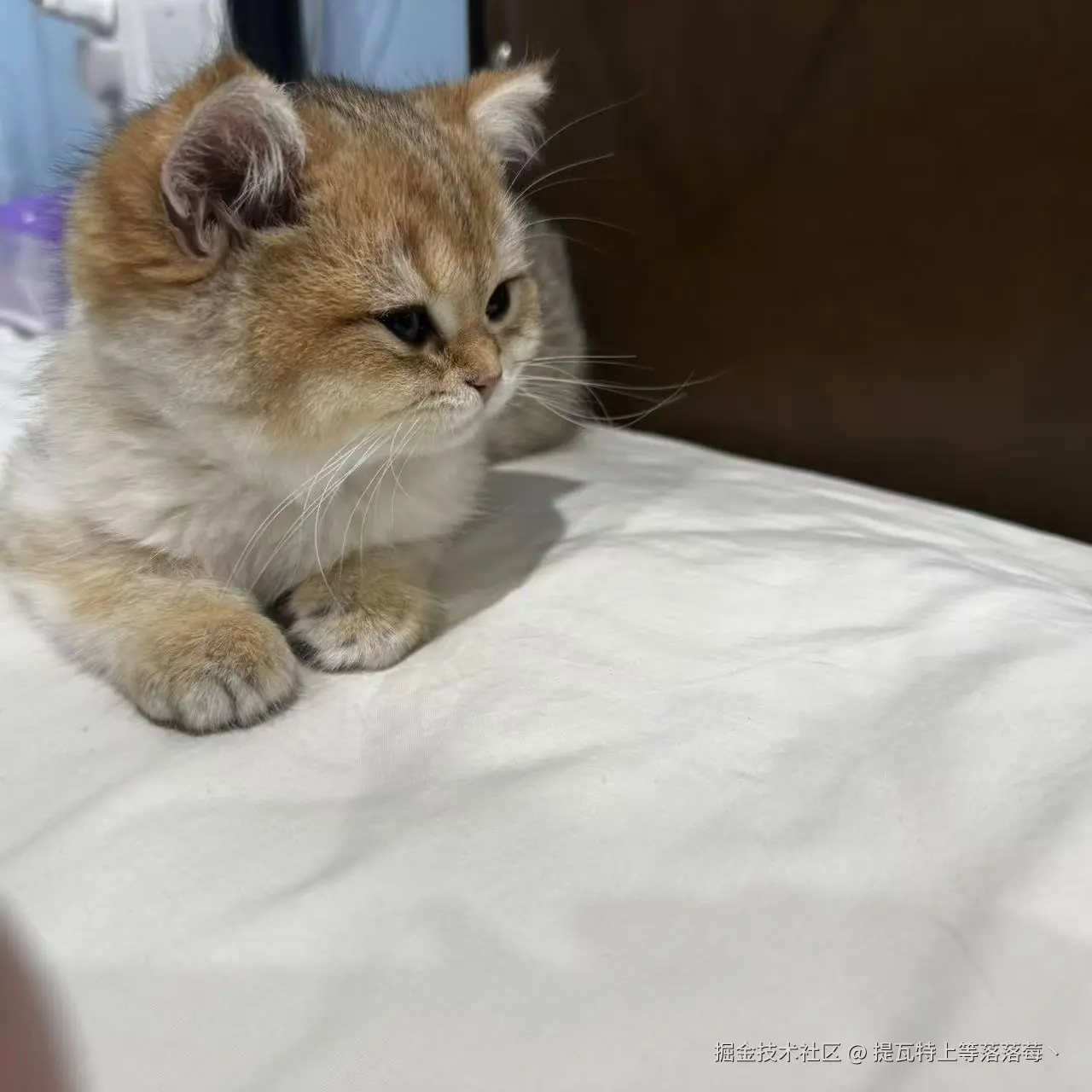 提瓦特上等落落莓丶于2024-11-04 08:47发布的图片