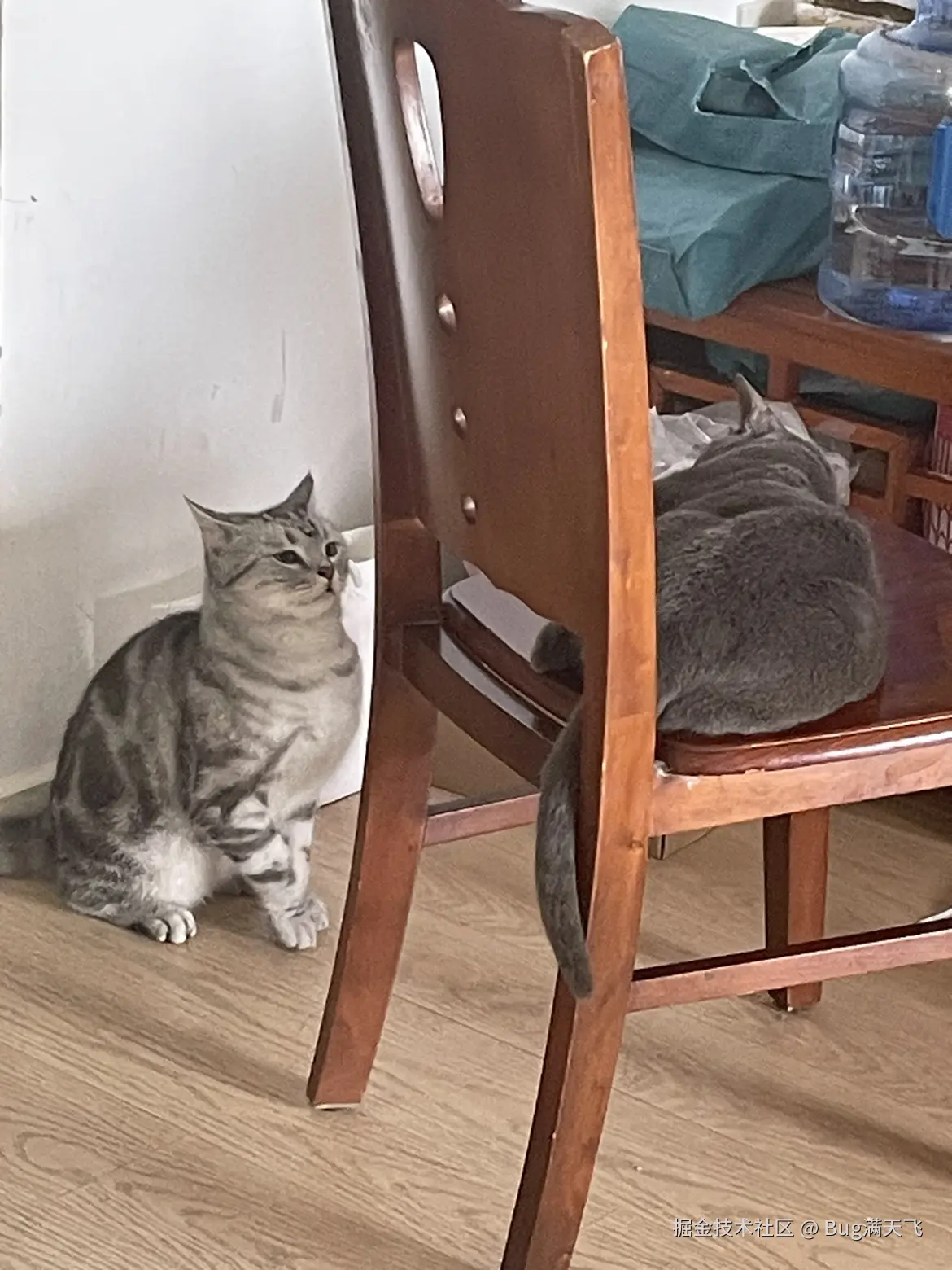 Bug满天飞于2024-09-14 15:28发布的图片