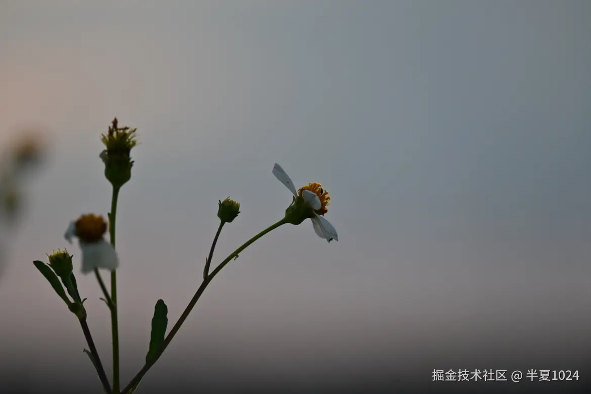半夏1024于2025-06-11 09:30发布的图片