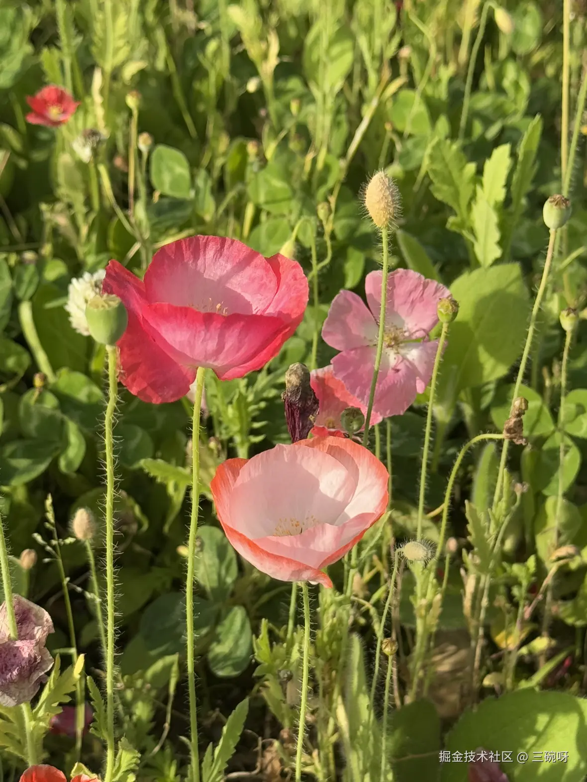 三碗呀于2025-05-08 07:17发布的图片