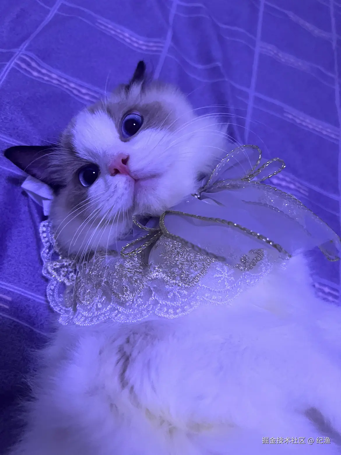 纪渔于2024-10-25 15:15发布的图片