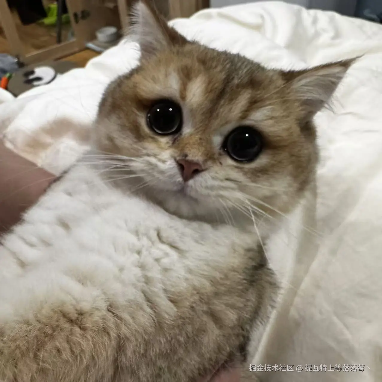 提瓦特上等落落莓丶于2024-12-11 09:46发布的图片