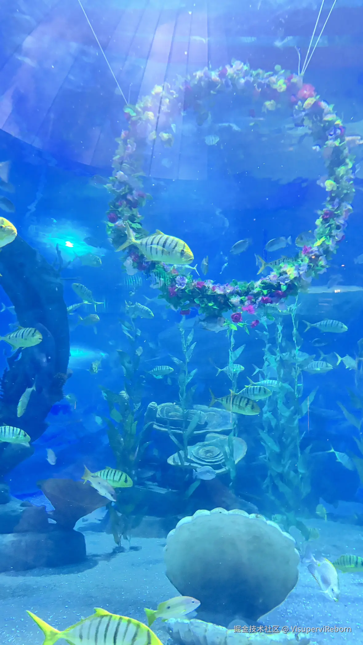 VisuperviReborn于2025-09-30 15:55发布的图片