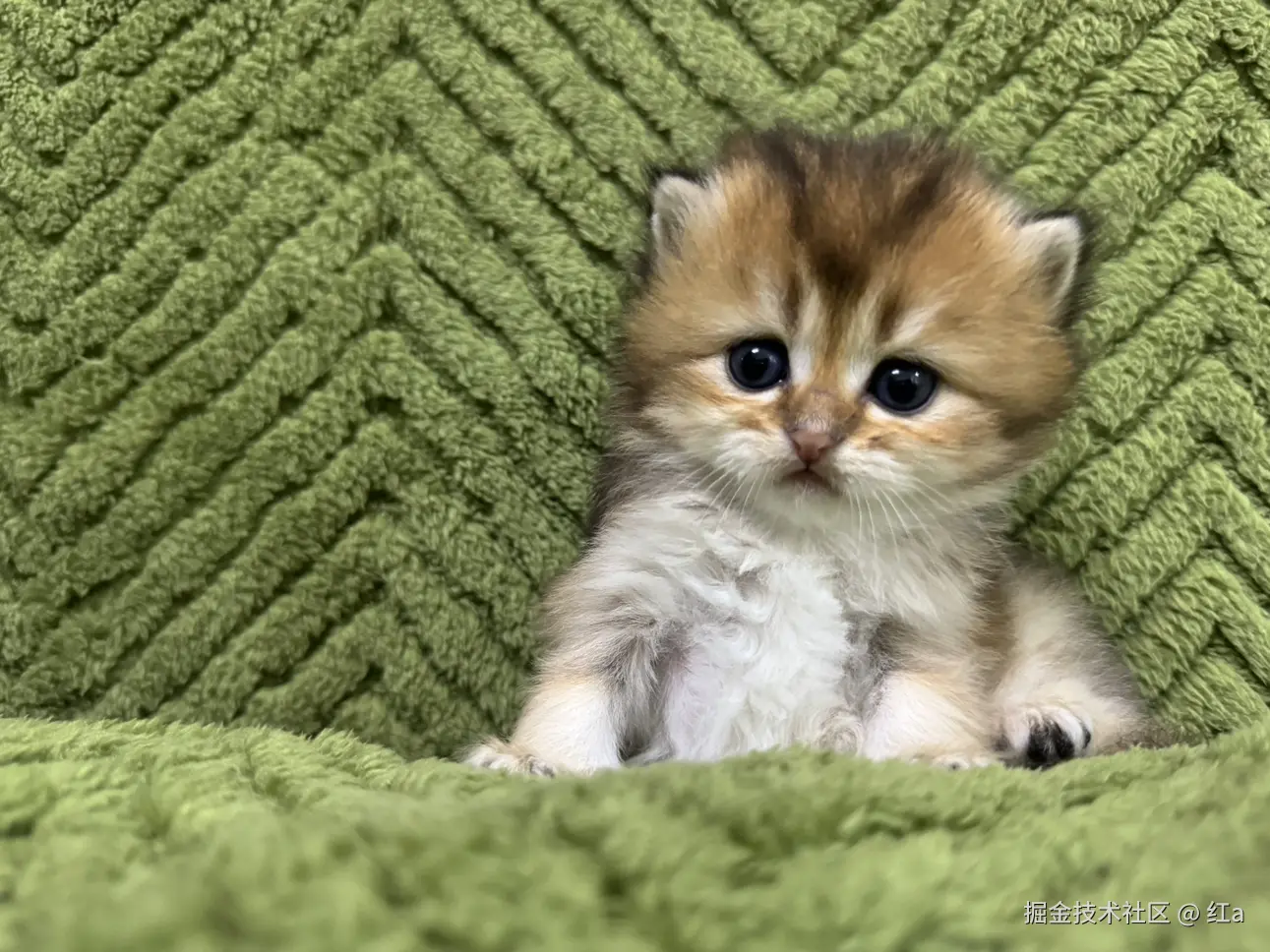 红a于2025-03-31 10:56发布的图片