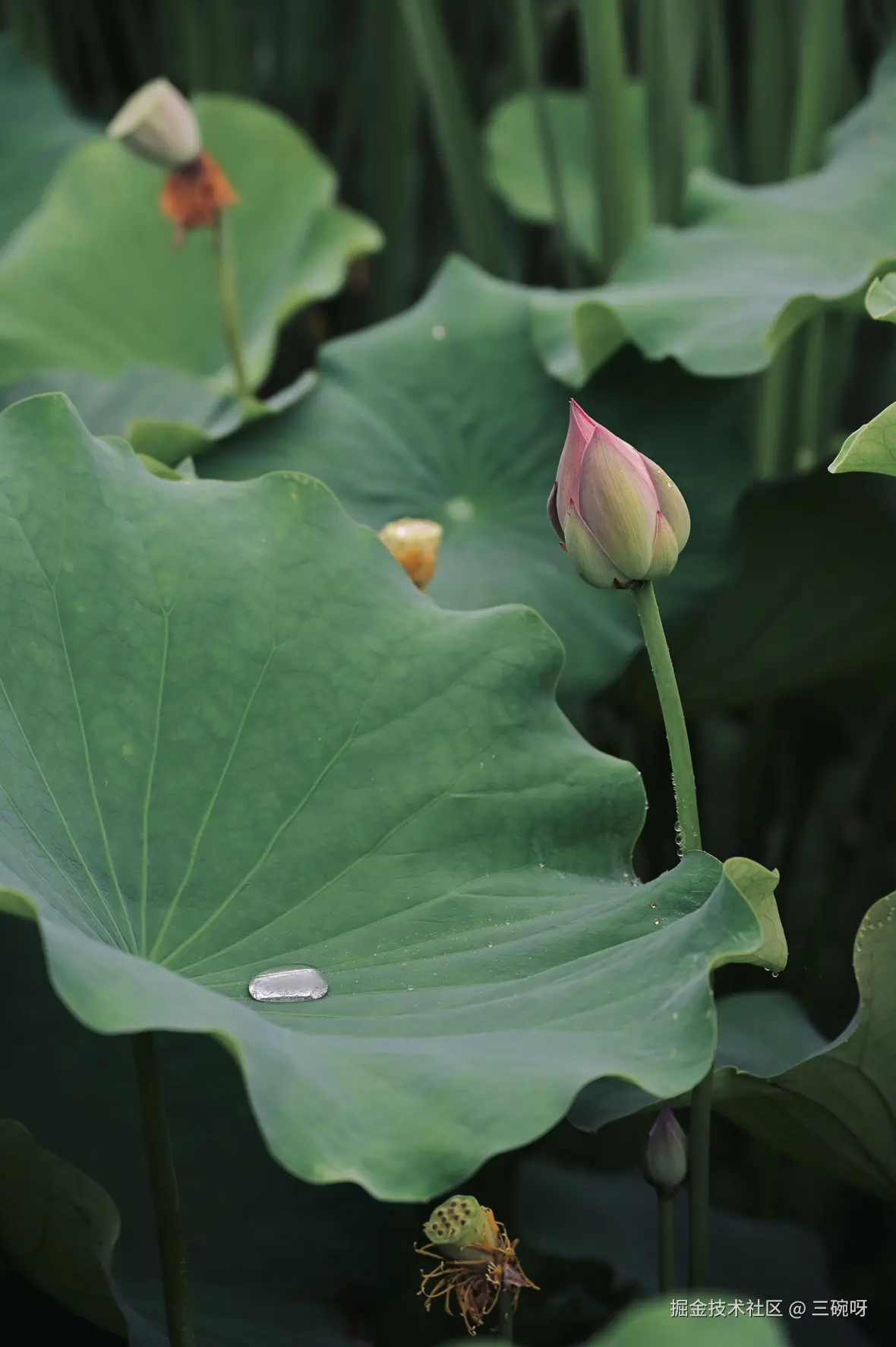 三碗呀于2025-06-30 10:23发布的图片