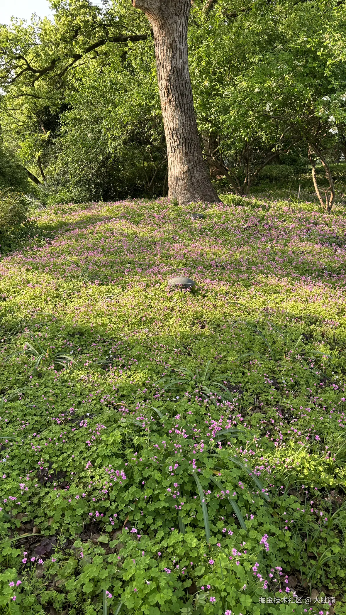 大肚腩于2026-04-20 13:45发布的图片