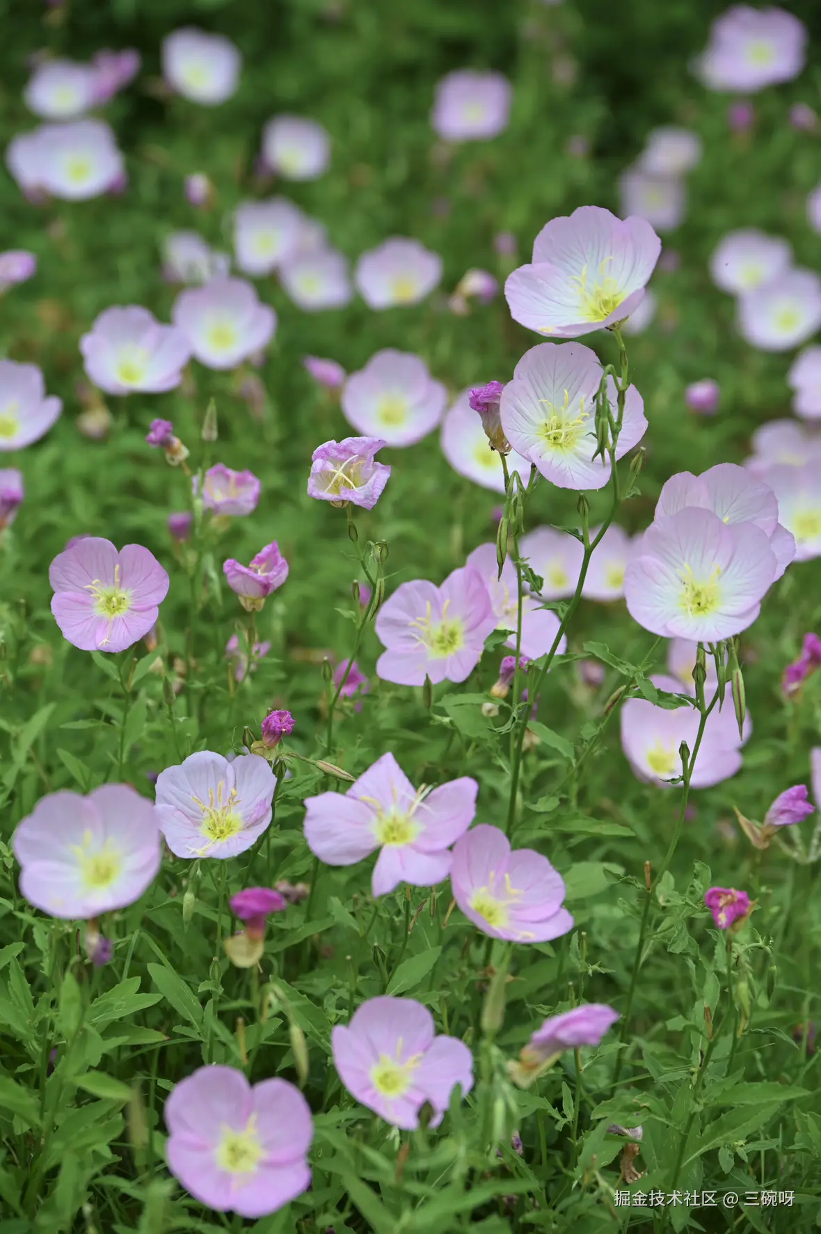 三碗呀于2025-05-19 11:49发布的图片