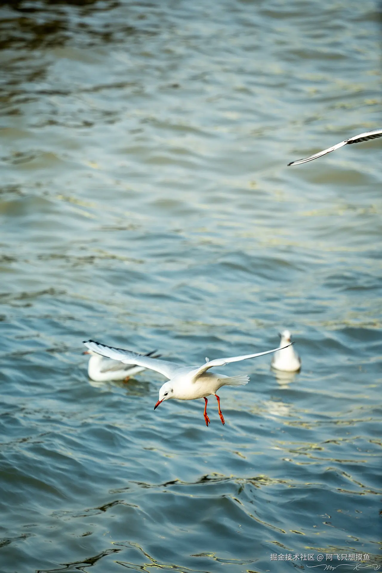 阿飞只想摸鱼于2024-12-19 14:47发布的图片