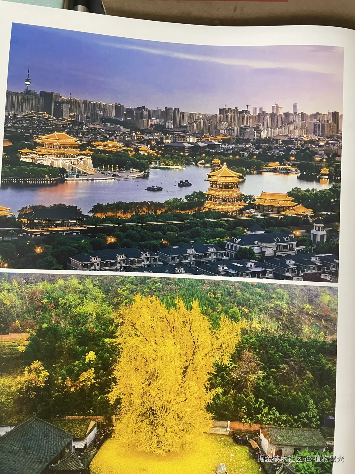 植物昂光于2026-03-31 21:07发布的图片