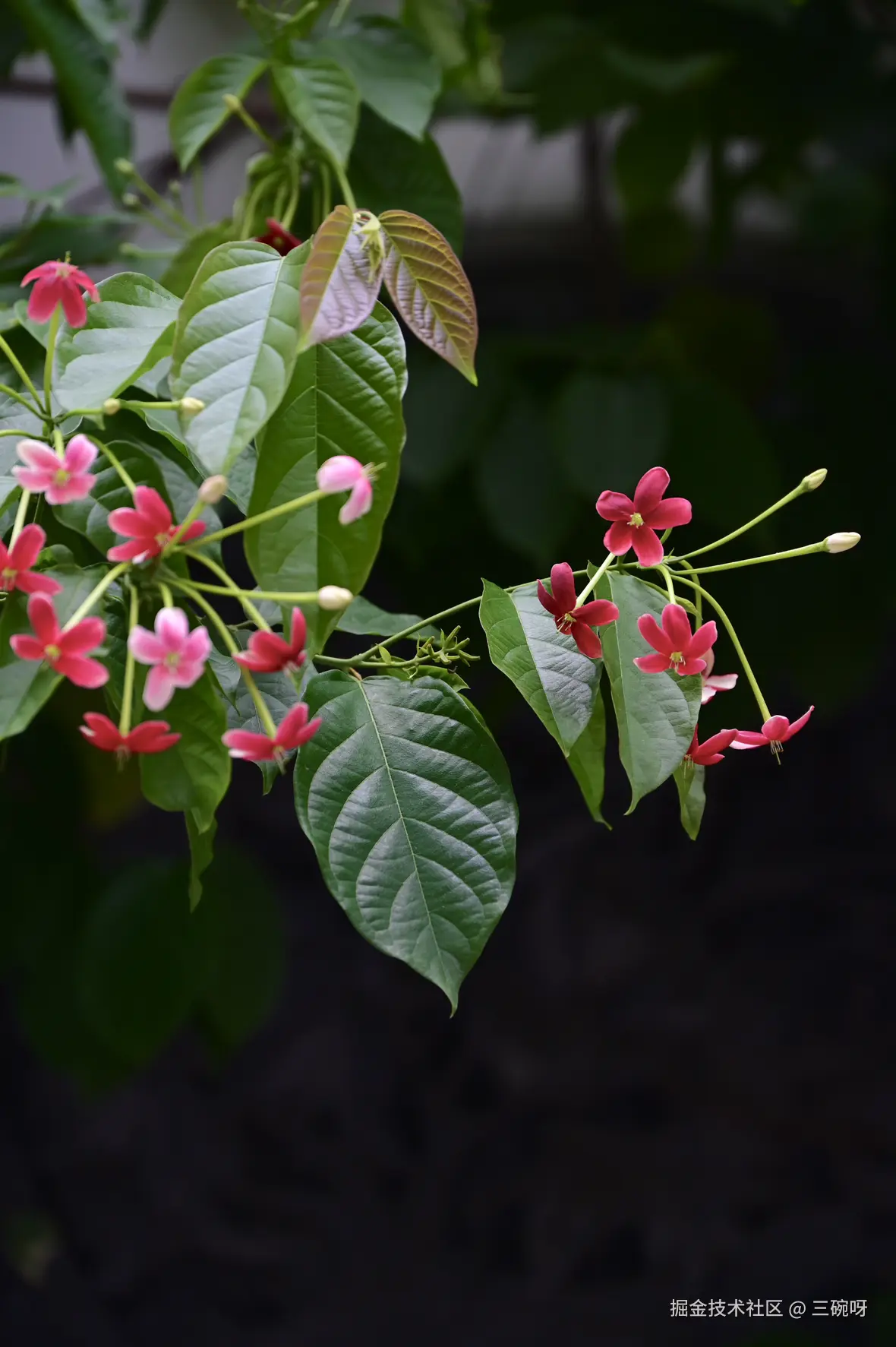 三碗呀于2025-08-11 09:51发布的图片