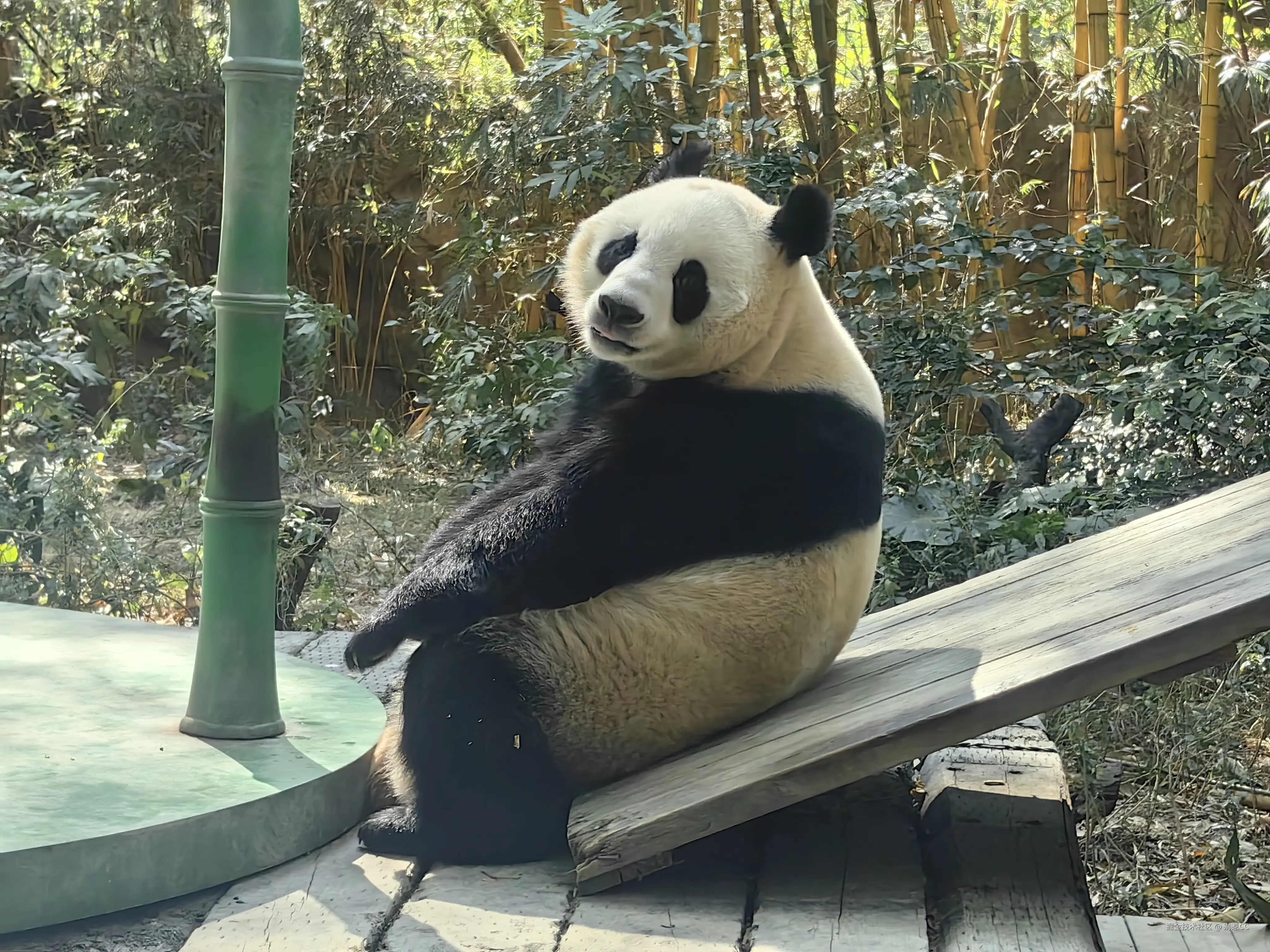 别惹CC于2025-02-13 09:49发布的图片