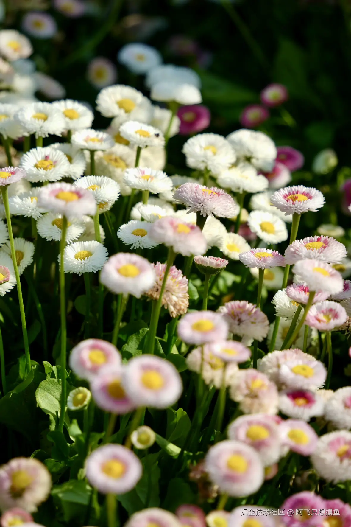 阿飞只想摸鱼于2025-05-30 13:58发布的图片