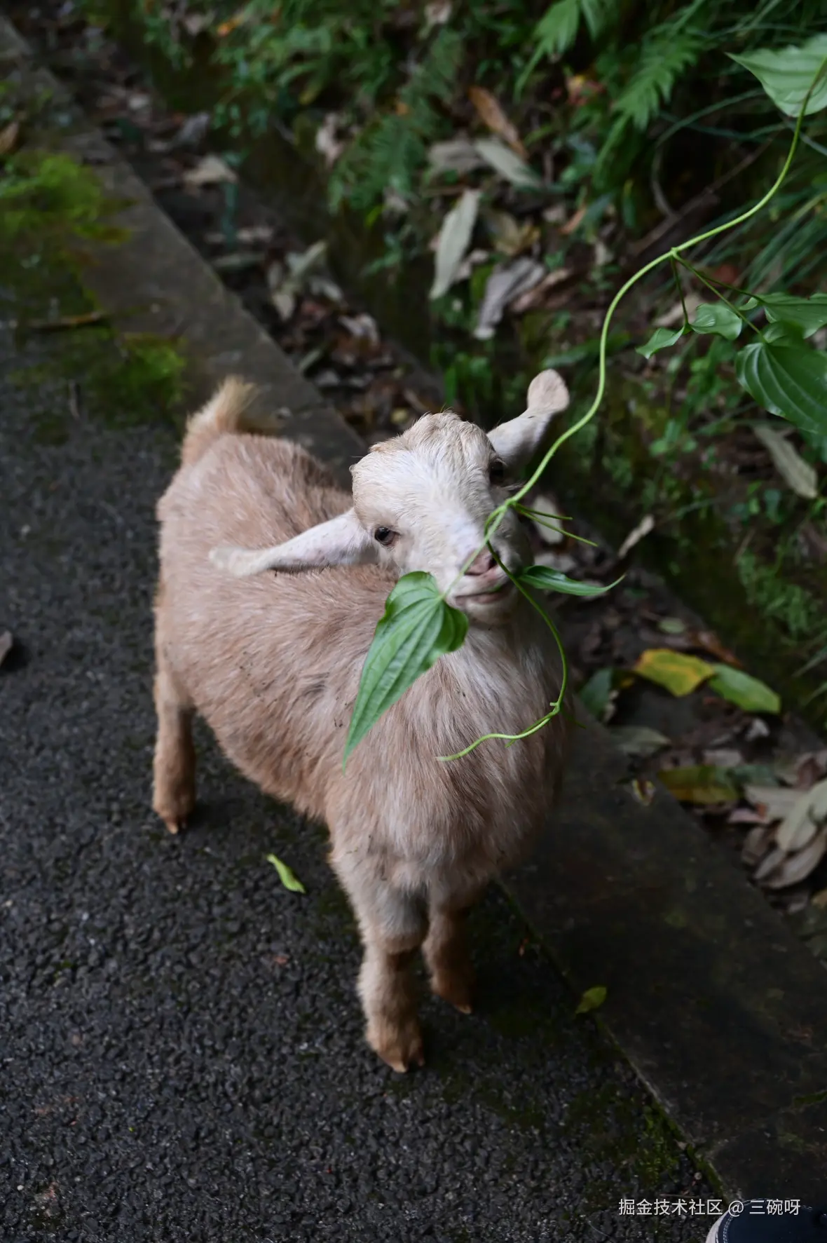 三碗呀于2025-11-26 09:35发布的图片