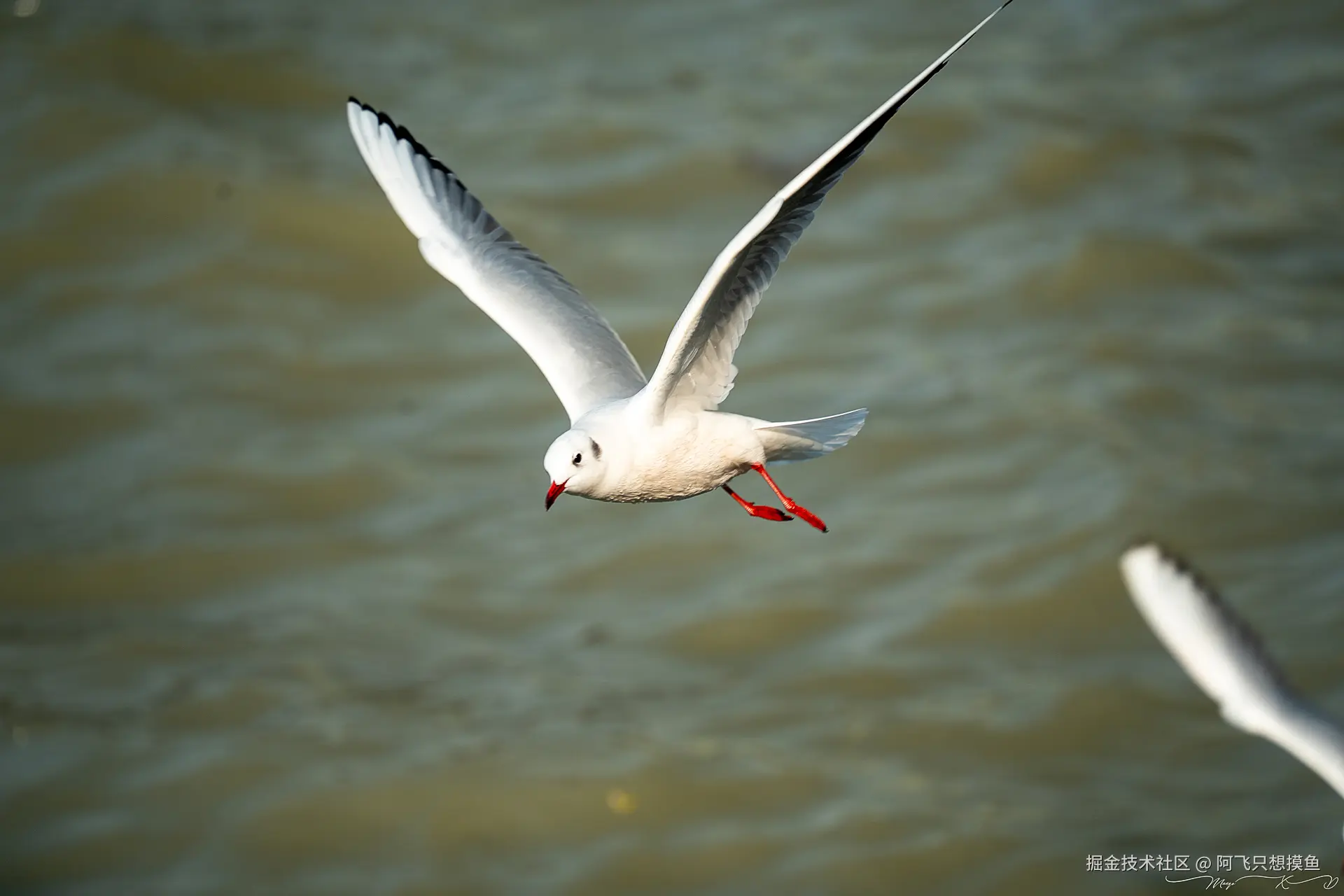阿飞只想摸鱼于2024-12-19 14:47发布的图片